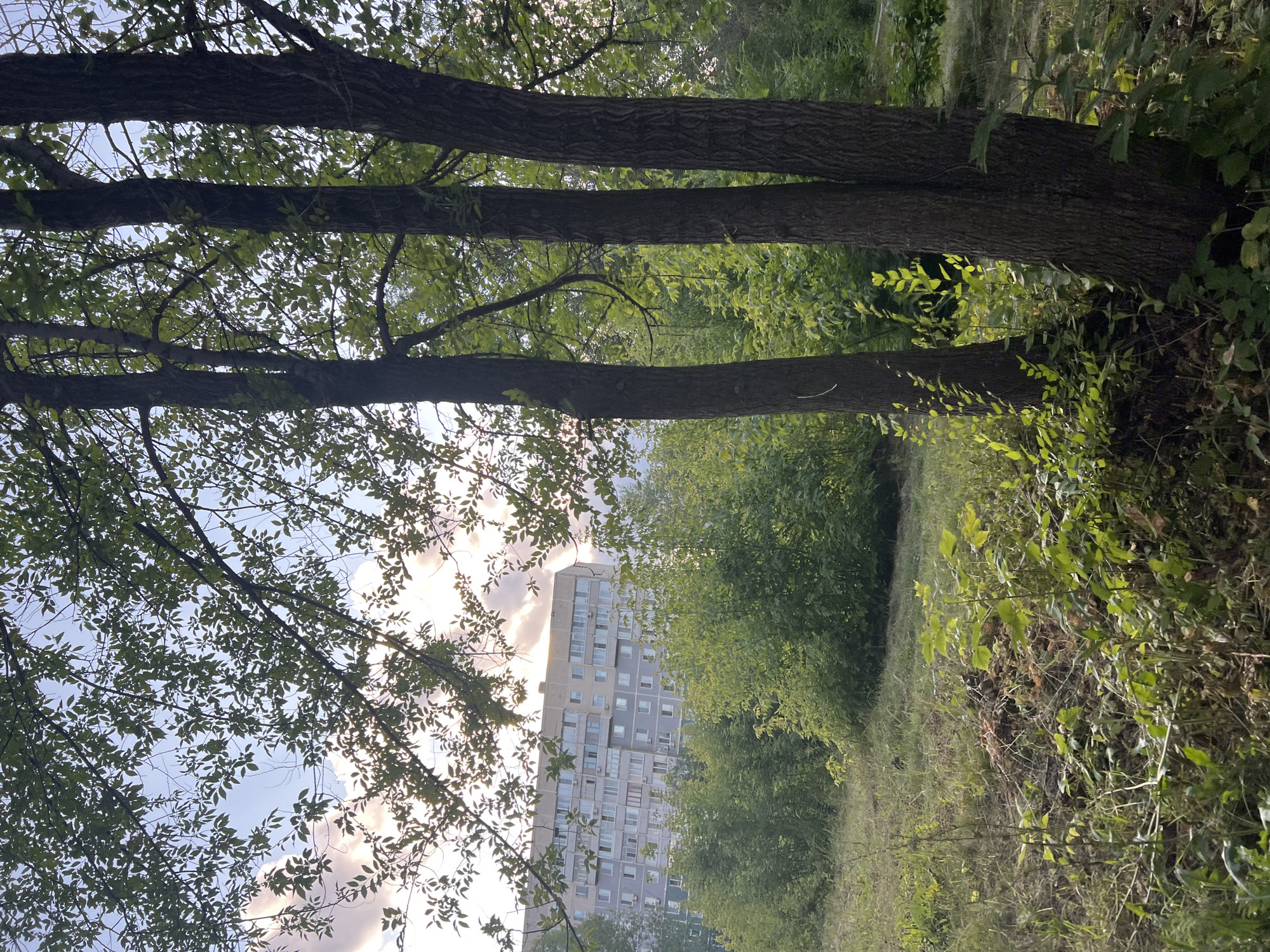 The image depicts a view of a residential building in Ulyanovsk, Russia, seen through trees and vegetation. In the foreground, there are several mature trees with dark bark and green leaves, partially obscuring the view. The ground is covered with grass, weeds, and some dry debris. Behind the trees, a large, multi-story residential building is visible. The building is light-colored, with numerous windows and balconies. It appears to be an apartment complex. There are also dense green bushes and smaller trees between the foreground trees and the building. The sky is visible through the leaves of the trees, with some white and pinkish clouds. The lighting suggests it is late afternoon or early evening, possibly during golden hour, as the sunlight filters through the leaves and illuminates some areas of the vegetation. No people or vehicles are present in the scene. The overall impression is a somewhat overgrown urban natural area adjacent to a residential building.
