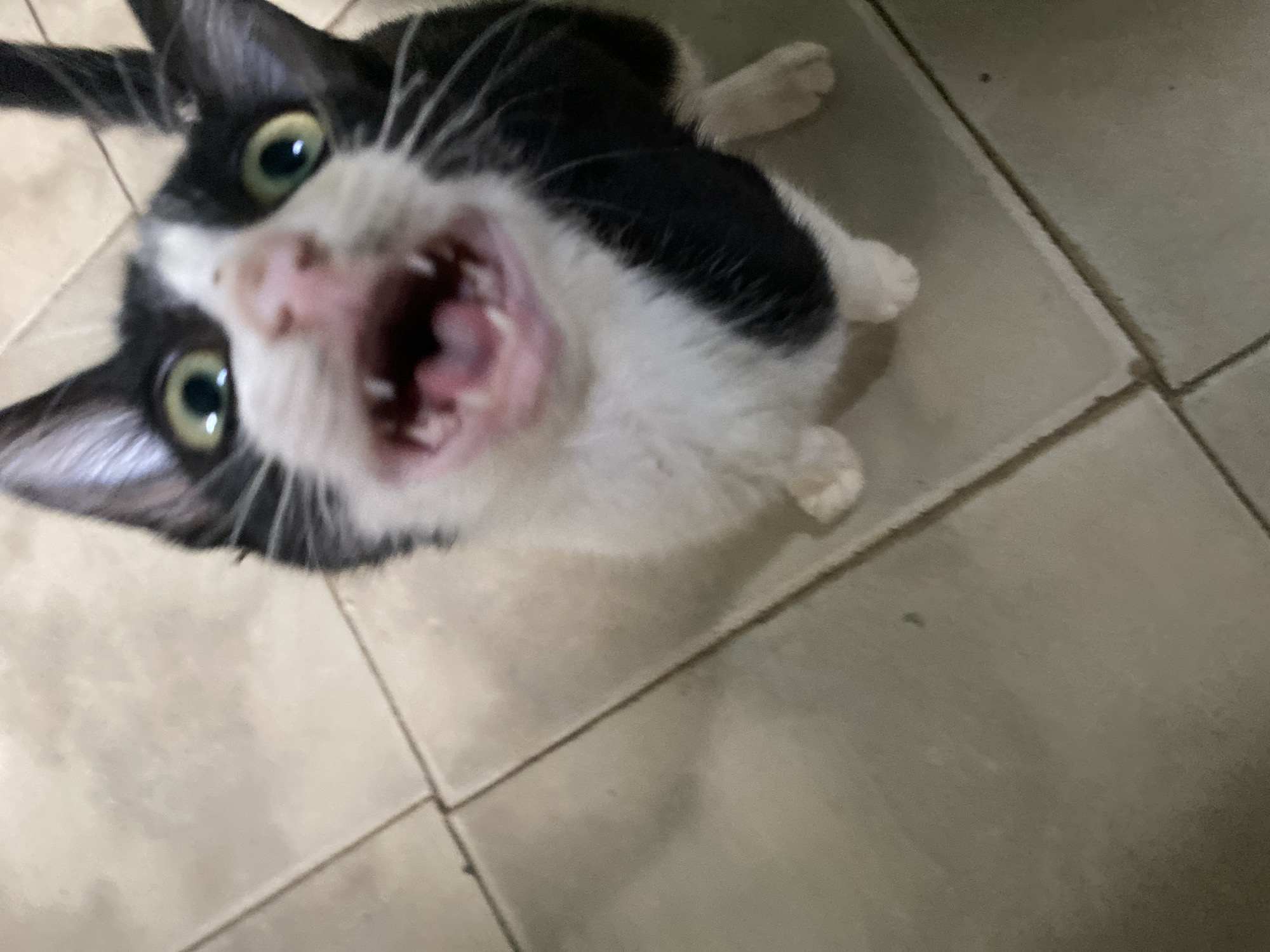 A black and white cat with green eyes is looking up at the camera with its mouth open. The cat is positioned on a tiled floor. The location is Tinaquillo, Venezuela.