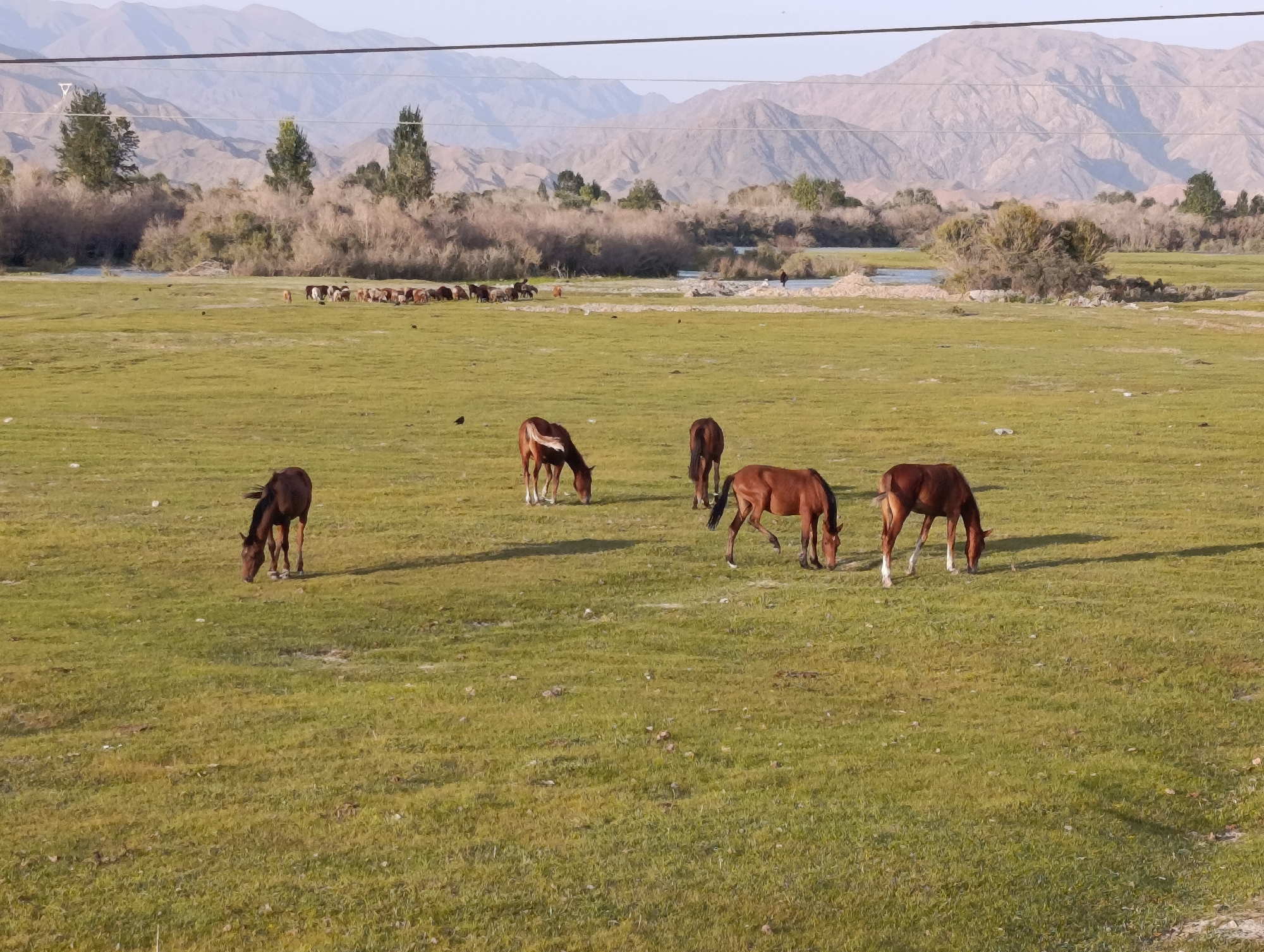 The image depicts a pastoral scene in Kochkor, Kyrgyzstan, featuring a wide, grassy plain dotted with several horses grazing. In the background, a meandering river flows through a band of trees and shrubs, beyond which rise majestic, sun-drenched mountains. The sky above is a pale blue, with faint power lines stretching across the upper portion of the frame. Several horses are scattered across the field, some with their heads bowed to the ground, actively feeding on the abundant green grass. A distant herd of what appears to be sheep or goats is visible in the middle ground, further enhancing the rural atmosphere. The overall impression is one of natural beauty and tranquility.