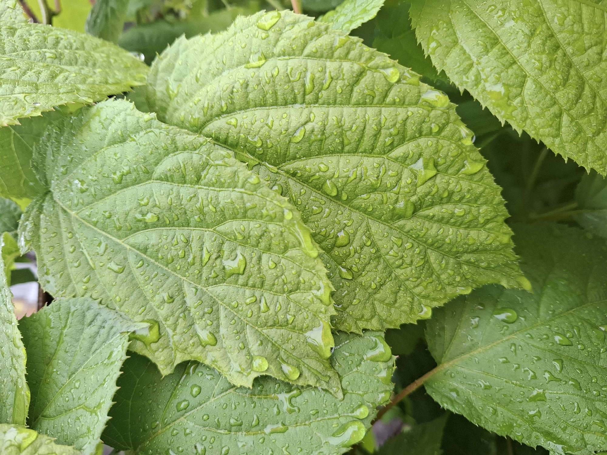 The image shows a close-up of several green leaves covered in raindrops. The leaves have serrated edges and prominent veins. There is no indication of the location being Khlevnoye, Russia. The image only depicts plant life and does not contain any information about people, actions, or interactions.