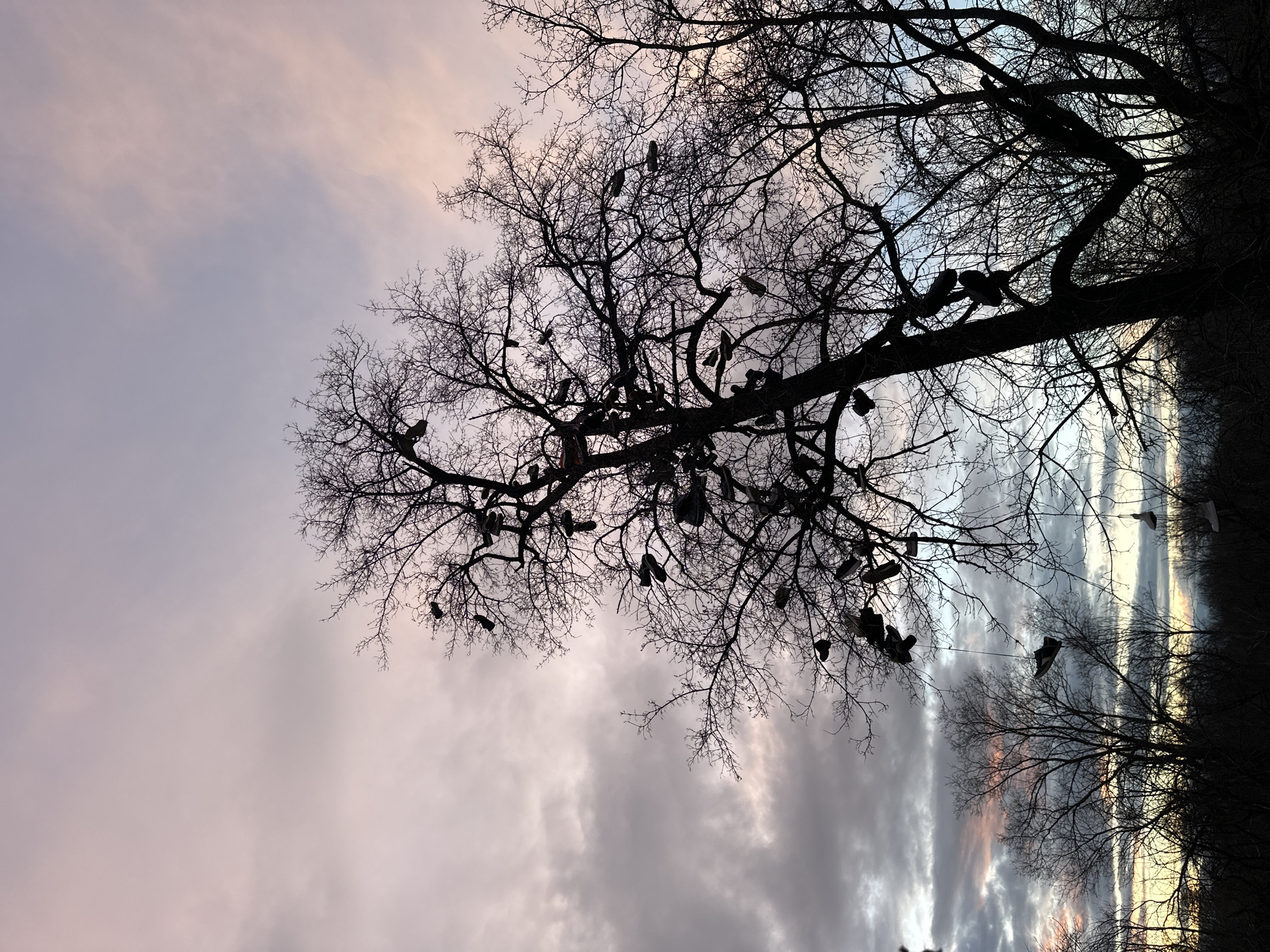 A low-angle shot depicts a deciduous tree in Plovdiv, Bulgaria. The tree's branches are bare, silhouetted against a cloudy sky. Numerous pairs of shoes hang from the branches. The overall lighting suggests it is either dawn or dusk. Additional trees are present in the periphery, also silhouetted.