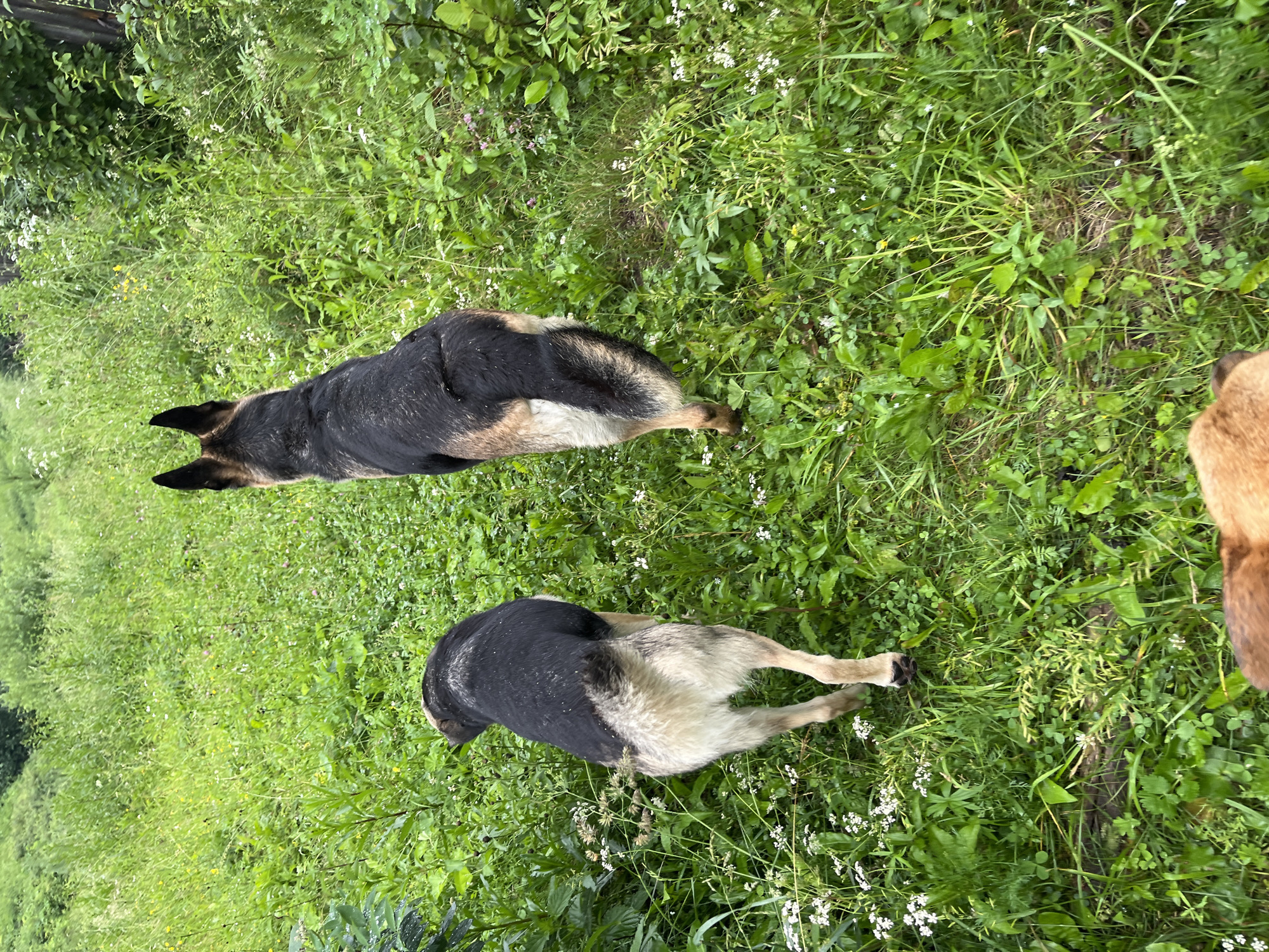 Two German Shepherd dogs are in a grassy outdoor setting, likely a backyard or park, in Nizhny Tagil, Russia. The dogs are standing and appear to be exploring the area. One dog is facing away from the camera, showing its back and hindquarters, with its head turned to the left. The other dog is further down in the frame, also facing away from the camera, and is in a crouched position with its rear end slightly raised. The grass is green and lush, with some small white wildflowers scattered throughout. The lighting suggests it is daytime, possibly overcast or early morning/late afternoon as there are no harsh shadows. The scene evokes a sense of a peaceful, ordinary moment with pets outdoors. There is no visible text in the image.