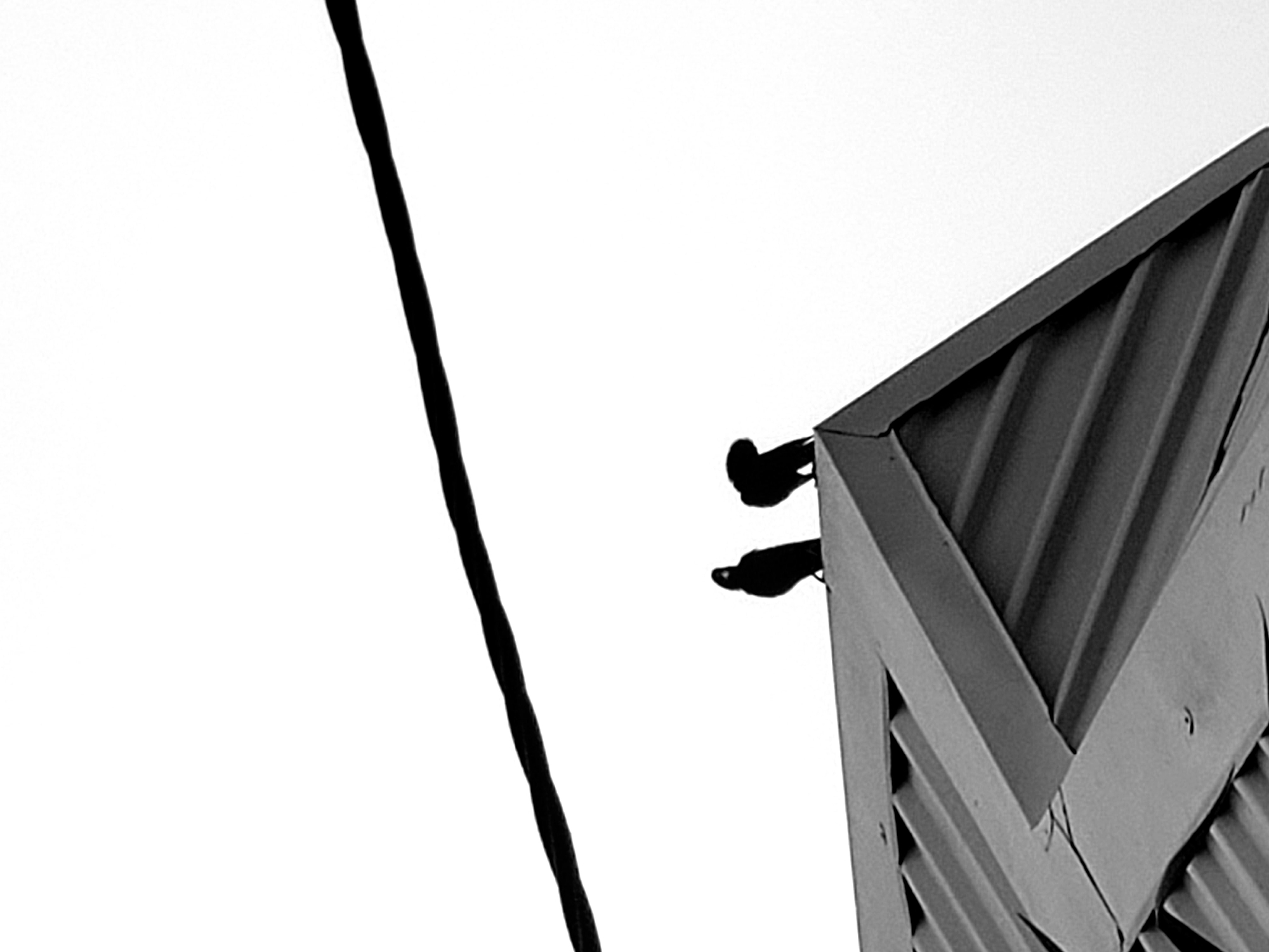 Two crows are perched on the peak of a corrugated metal roof. The roof is angled, with ridges running horizontally across its surface. A thick, black cable stretches diagonally across the upper portion of the image. The background is a bright, featureless sky. The image appears to be taken from a low angle, looking up at the roof and the birds. The scene is set in Sabon Tasha, Nigeria.