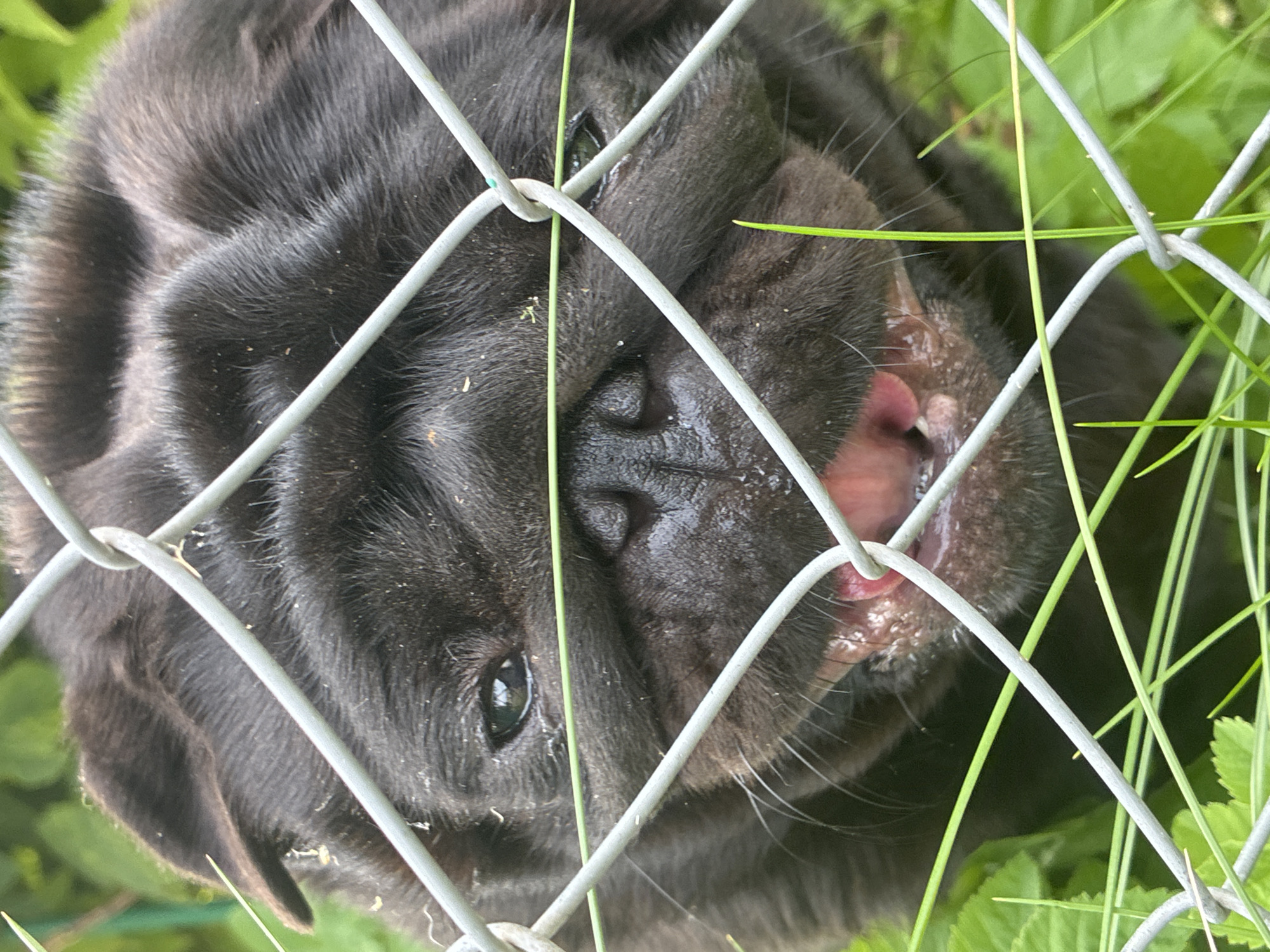 A close-up, eye-level shot captures a black pug's face, partially obscured by a chain-link fence and blades of green grass. The pug's expression is one of exertion, with its mouth open, revealing pink gums and teeth, and its tongue slightly visible. Its eyes are open, and its ears are visible at the top of the frame. The background consists of lush green foliage. The scene is set in an outdoor environment, possibly a backyard or park in Haapsalu, Estonia, where the pug is contained within a fenced area.