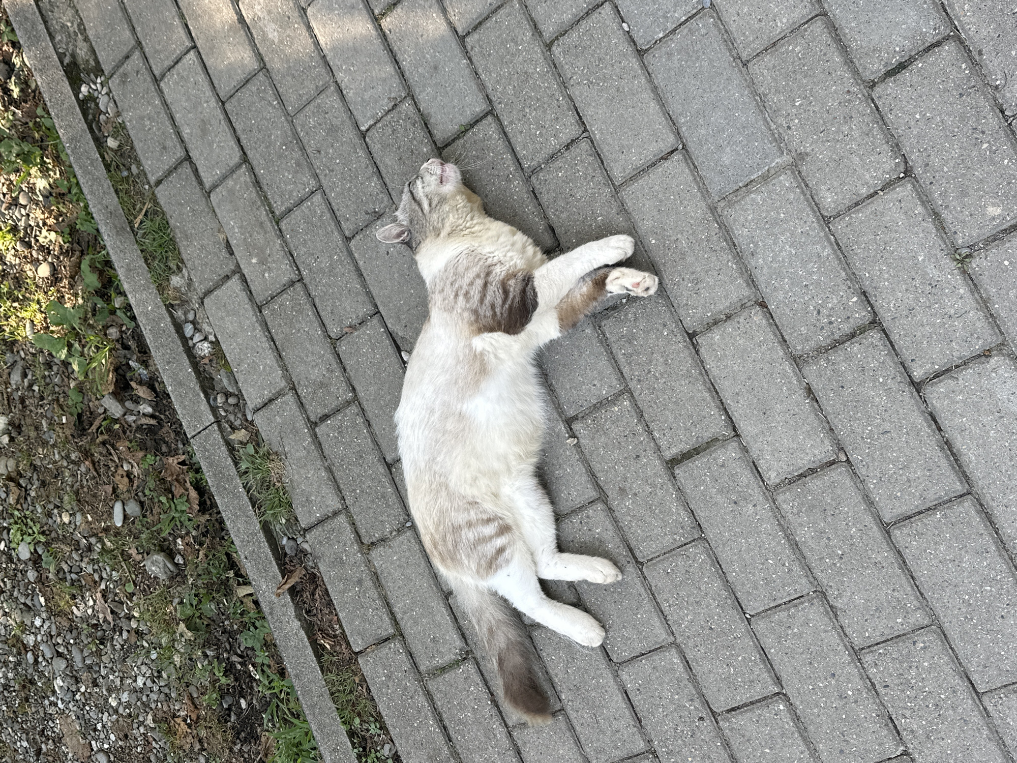 A calico cat lies on its side on a paved walkway in Bol'shoi Kichmai, Russia. The cat is mostly white with brown tabby markings on its back and tail, and pink pads on its paws. Its eyes are closed and its mouth is open, as if it is sleeping or panting. The walkway is made of gray interlocking pavers. To the left of the walkway is a patch of ground with gravel, dirt, and some green vegetation. Sunlight is casting shadows on the walkway, indicating it is daytime. The overall scene is peaceful and natural.