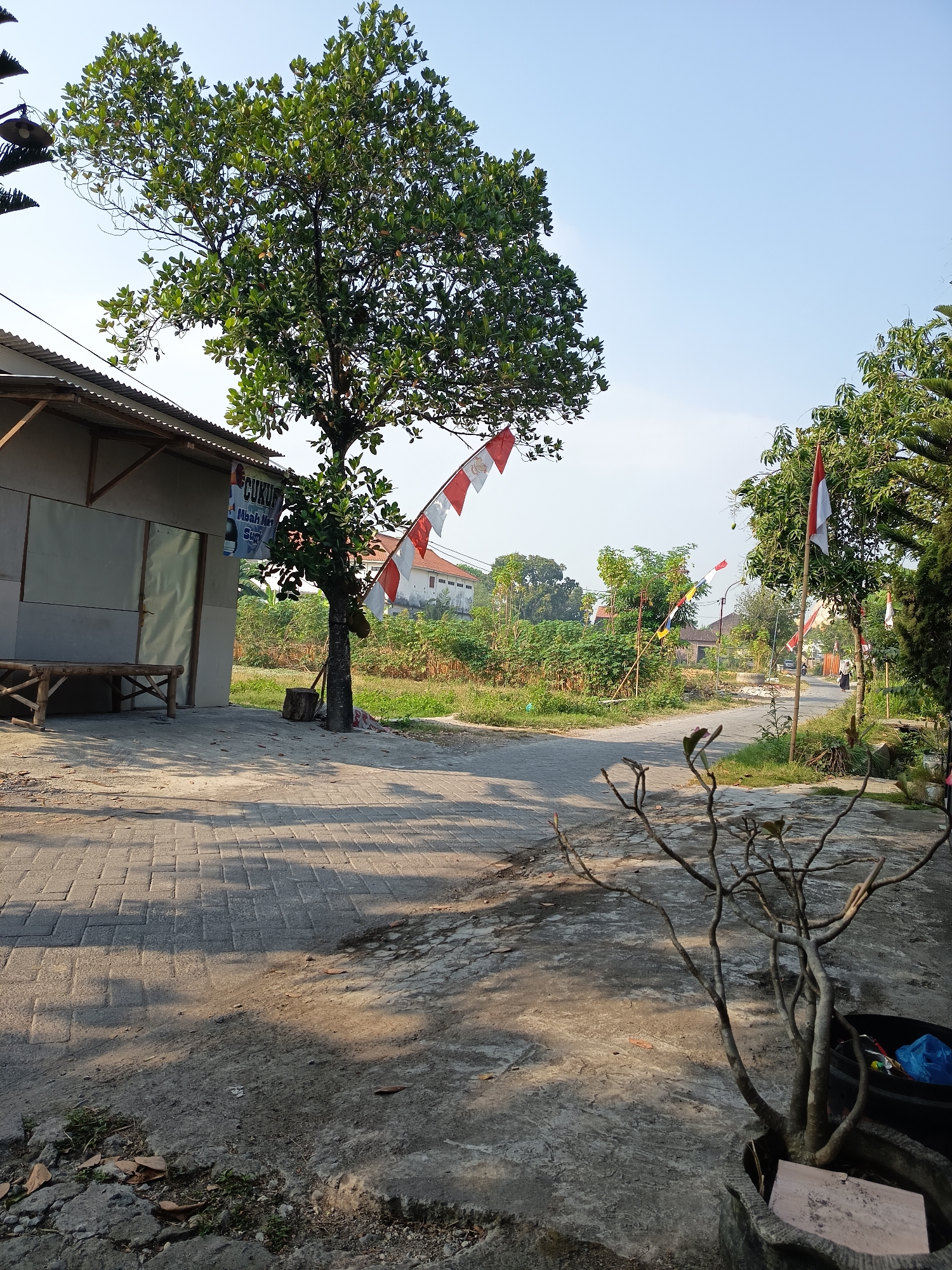 The image depicts a street scene in Sugio, Indonesia, likely during a time of national celebration given the prominent display of Indonesian flags. A small, weathered building with a corrugated metal roof stands on the left, featuring a wooden bench outside. Adjacent to the building, a young tree is adorned with red and white Indonesian flags strung along its branches and a pole. Further down the paved street, more flags are visible, interspersed with trees and lush green vegetation. A paved walkway borders the street, with a bare-branched tree in a pot in the foreground. In the distance, a few people are walking along the street, and residential buildings are visible amongst the trees. The sky is clear and blue, suggesting a sunny day.