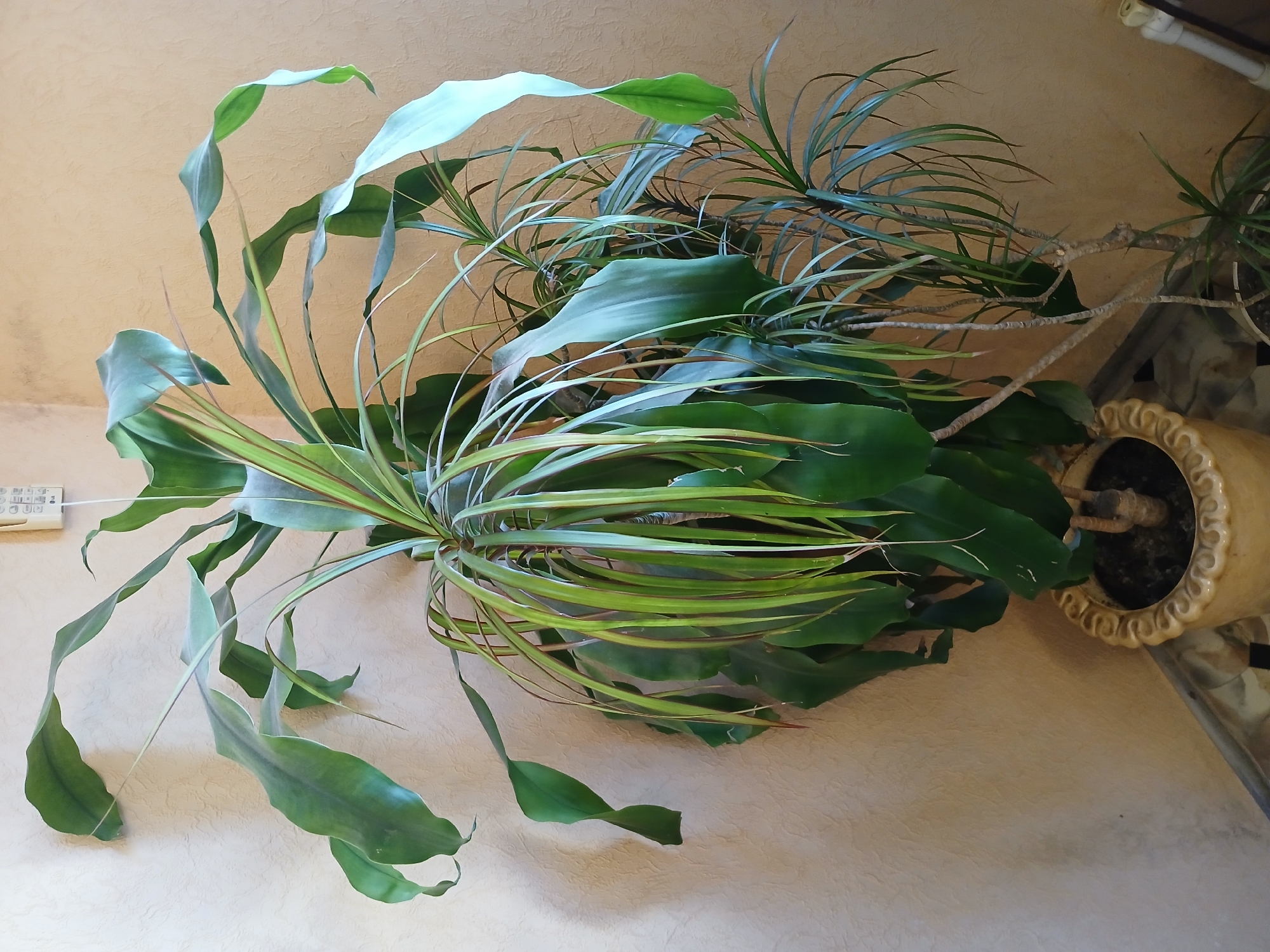 An indoor scene features two large potted Dracaena plants against a textured, beige wall. The plant on the left is taller and fuller, with wide, undulating green leaves, some of which droop significantly. The plant on the right is slimmer with thin, arching leaves. Both plants are in ornate pots, the left one a light yellow ceramic pot with a decorative rim, and the right one a white pot. A light-colored remote control is mounted on the wall above and slightly to the right of the plants. The floor is tiled with a pattern of light and dark squares. The overall impression is one of domestic interior décor.