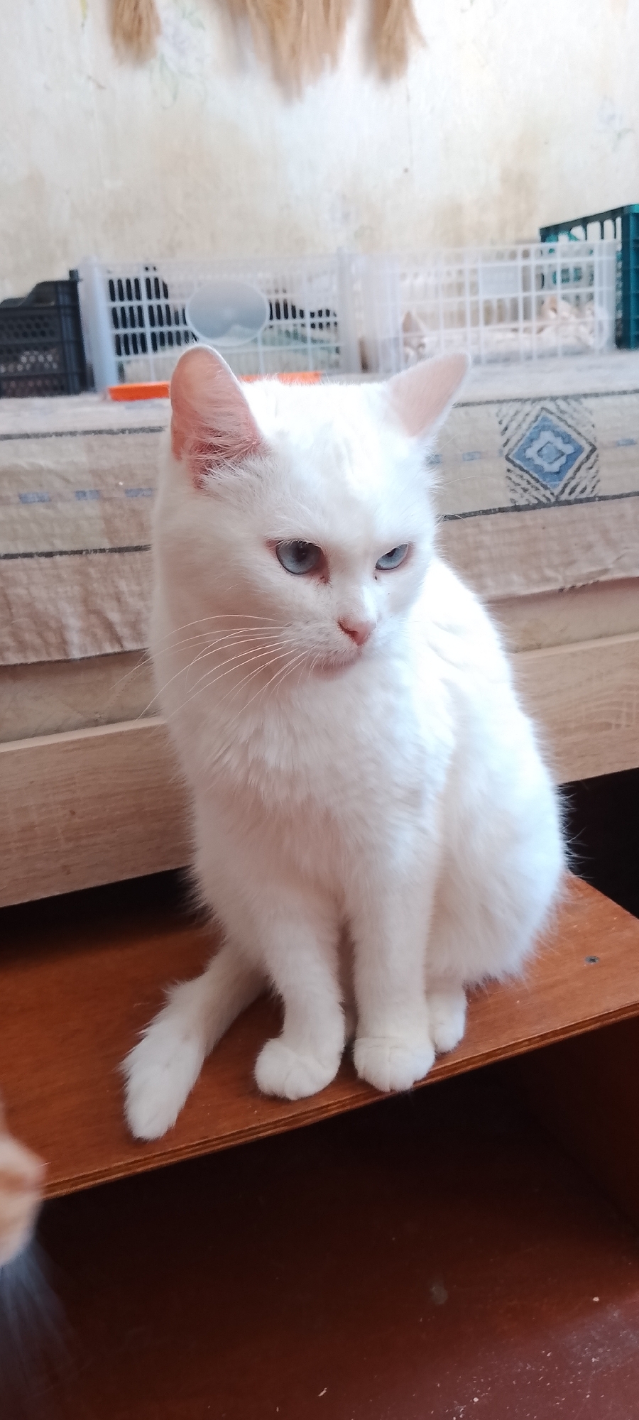 A white cat with blue eyes is sitting on a wooden surface in what appears to be a domestic indoor environment. The cat is looking to its right, with its head slightly lowered. Its fur is fluffy and white, and its eyes are a striking blue. Behind the cat, a patterned fabric or blanket is visible, possibly covering furniture. In the background, there are several plastic crates, one black and one white, with a hint of a blue crate to the far right. The wall behind the crates appears to be textured, possibly wallpapered or painted. The lighting suggests an indoor setting with diffused light. There is no specific indication of the city of Belgorod, Russia, in the image itself, and therefore no contextual information can be provided regarding its location. The scene is static and shows no ongoing actions or interactions beyond the cat's posture.
