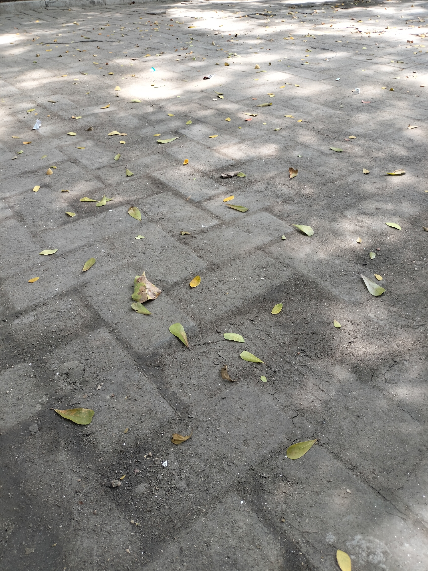 The image depicts a paved area in Seuneubokpeunteut, Indonesia, covered with scattered fallen leaves and some small debris. The paving stones are arranged in a herringbone pattern and appear to be gray in color. Sunlight casts dappled shadows across the ground, suggesting it is daytime and possibly sunny. The leaves are mostly dry and range in color from yellow to light brown. There are no people visible in the image. The overall scene suggests an outdoor environment that is not actively maintained, with natural elements like leaves accumulating on the paved surface.