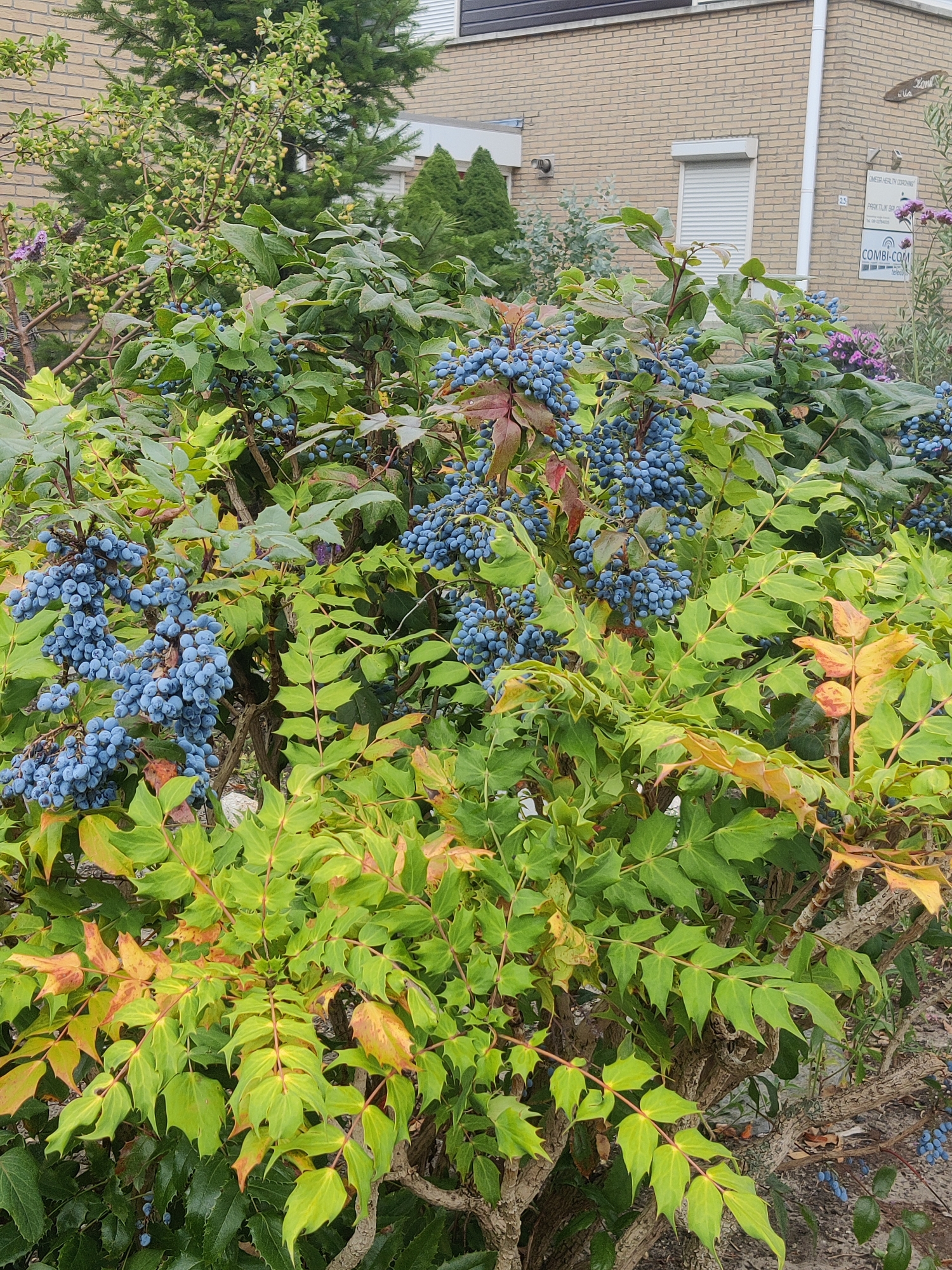 The image captures a cluster of Mahonia aquifolium shrubs laden with ripe, blue berries. The plants are situated in front of a light brown brick building, which appears to be a commercial establishment with signage indicating "OMEGA HEALTH COACHING" and "COMBI-COM" along with an address number "25". A white roller shutter is visible on a window. In the background, evergreen trees and a conifer are present, suggesting an urban or suburban landscaping context. The foliage of the Mahonia plants shows a mix of green and yellowing leaves, indicating a possible autumnal transition. The groundcover is a mix of soil and some fallen leaves. The scene depicts an outdoor setting in the city of Winterswijk, Netherlands. There are no people or animals visible in the image.