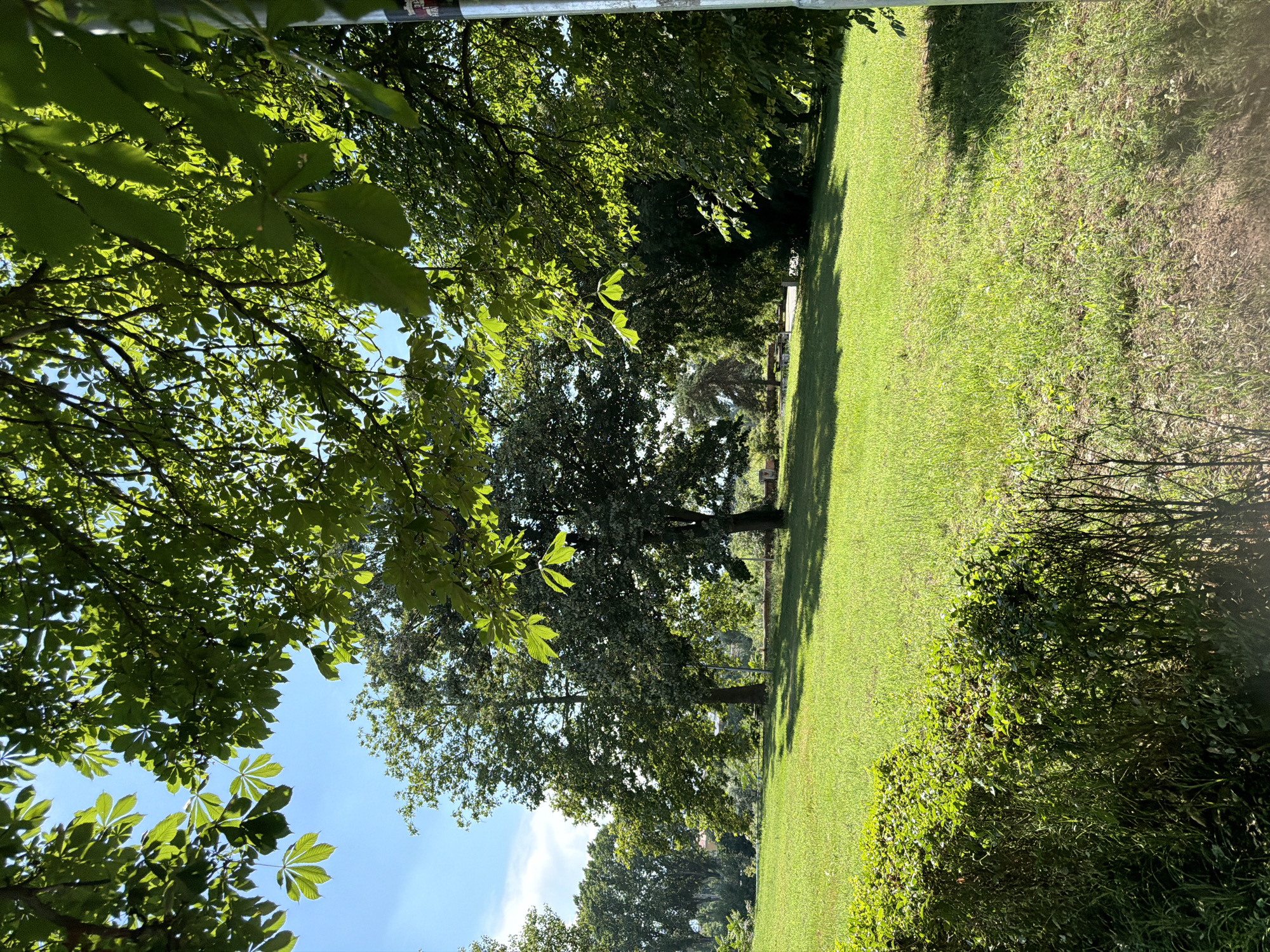 The image depicts a sunlit park scene with lush green grass and trees. In the foreground, a manicured hedge runs along the bottom left, with taller, wilder grass growing behind it. The middle ground features a wide expanse of lawn, dappled with sunlight and shadows cast by the surrounding trees. Several large trees with full green canopies are scattered across the park, with some casting distinct shadows on the grass. In the background, more trees form a dense line, and hints of distant buildings or structures are visible. A metal pole is present on the far right side of the image. The sky above is a clear blue with a few wispy clouds. The scene suggests a peaceful outdoor setting, possibly a public park in the city of Pazardzhik, Bulgaria, during daylight hours.