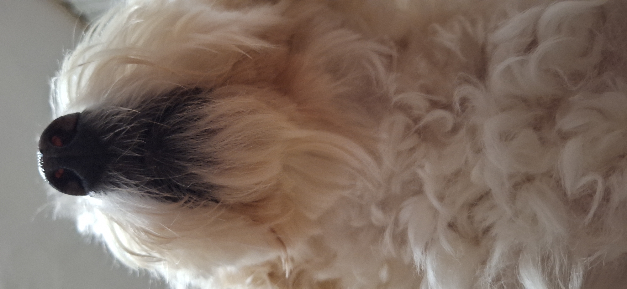 The image shows a close-up of a dog's snout, angled upwards. The dog has a black nose and long, white fur. The background appears to be a white or light grey surface, possibly a floor or wall. There is no indication of the location being Blagoevgrad, Bulgaria, or any city.