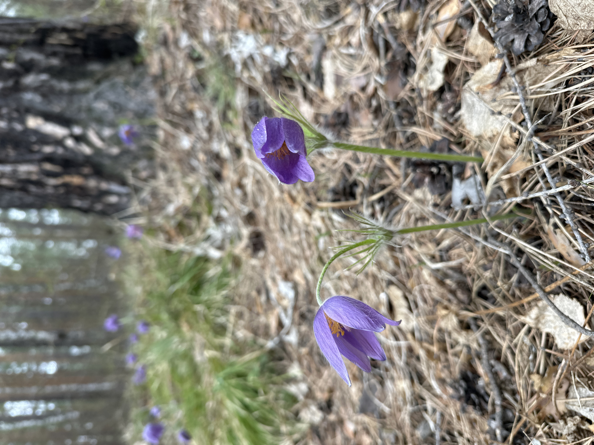 The image shows a close-up of purple flowers growing in a natural setting, likely a forest floor. The ground is covered with dry leaves, pine needles, and twigs. The focus is on two prominent flowers in the foreground, with additional flowers visible in the blurred background. The location is identified as Sayansk, Russia, based on the image's origin. No people, actions, or interactions are visible in the image.