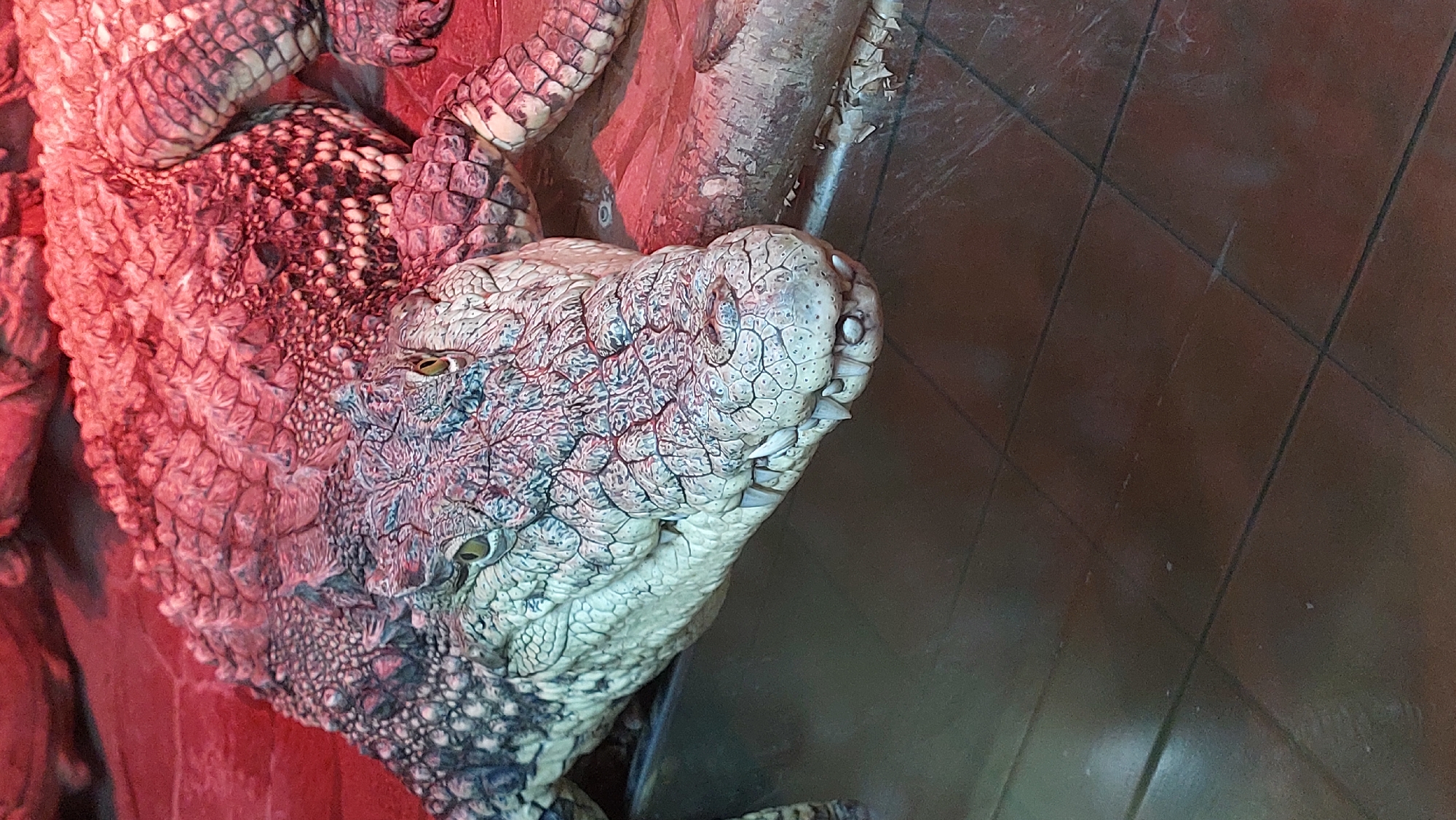A close-up, eye-level shot shows the head and upper body of a crocodile. The reptile is positioned on a reddish-brown surface, possibly a heated enclosure, with a reflective, dark-brown tiled floor visible in the foreground and lower portion of the image. The crocodile's scales are textured and detailed, with variations in color ranging from pale gray and white to darker gray and pinkish hues, likely influenced by the lighting. Its eyes are visible, looking slightly upwards, and its snout is prominent, showcasing numerous sharp teeth. The crocodile's body extends upwards and out of the frame. The lighting is intense, casting a red glow over the scene.