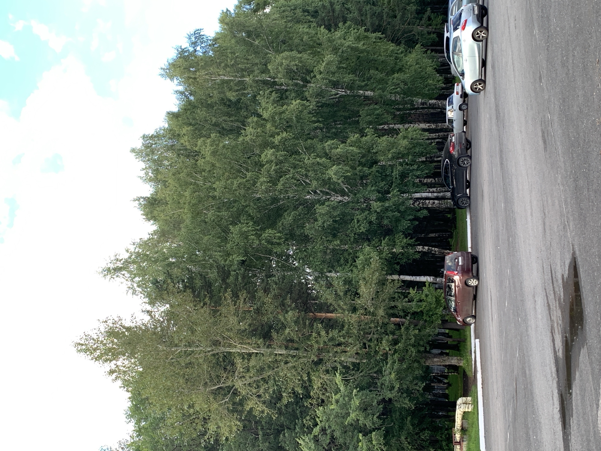 The image depicts a parking lot adjacent to a dense forest, likely in Prokopyevsk, Russia. The parking lot is paved with asphalt, showing some water puddles. Several vehicles are parked: a maroon minivan on the left, a dark-colored sedan, a white older model car, a light blue hatchback, and a white SUV. The forest is primarily composed of birch and coniferous trees, with lush green foliage. The sky is partly cloudy with a pale blue hue. A low, white concrete barrier runs along the edge of the parking lot near the forest. No people are visible in the image.