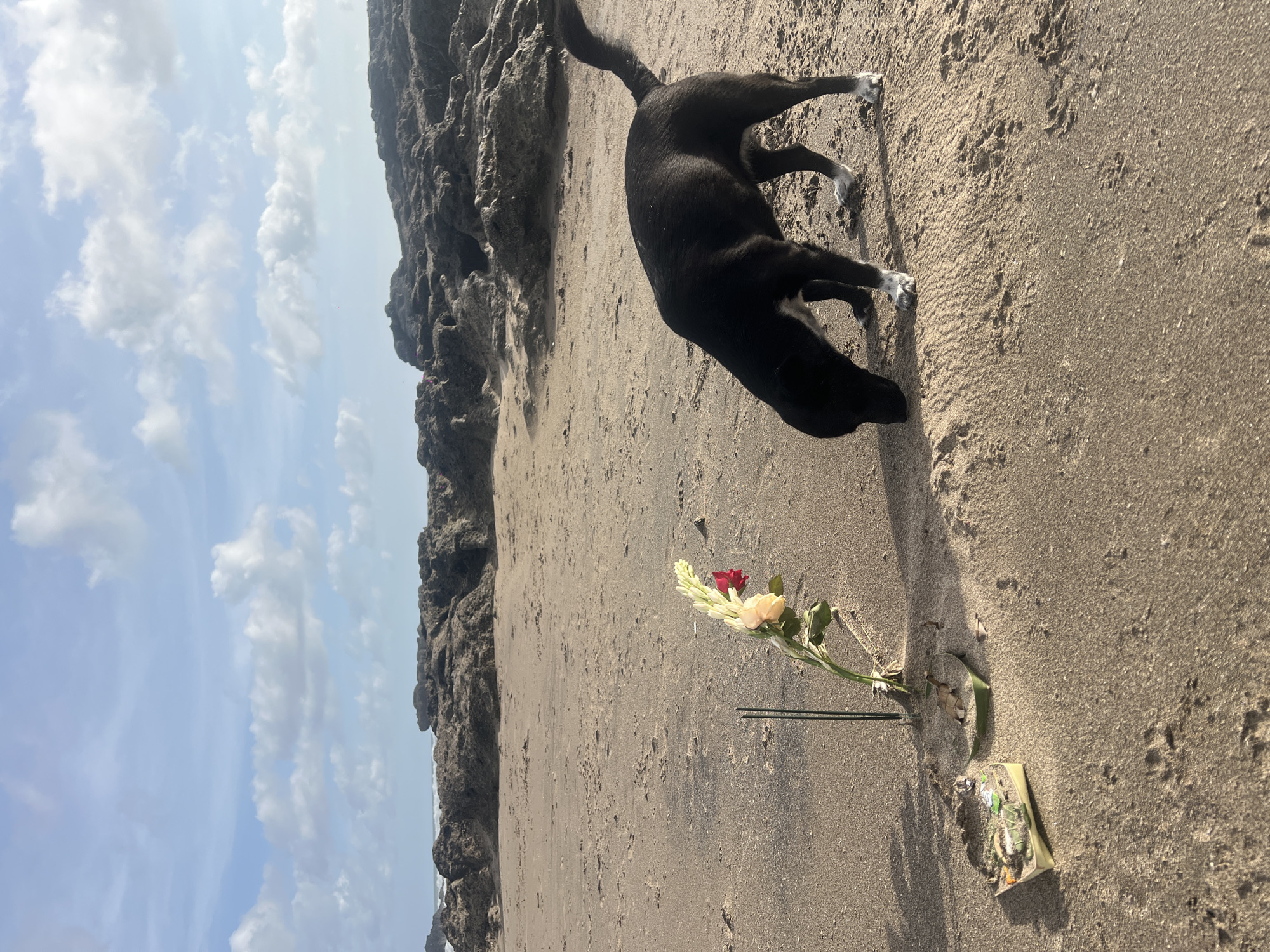 The image depicts a beach scene in North Kuta, Indonesia. A black dog with white paws is bending down near a small offering placed on the sand. The offering includes several stalks of white flowers with a single red rose, two sticks, and a small box. The beach consists of dark sand, with a rocky outcrop visible in the background. The sky is partially cloudy with blue patches.