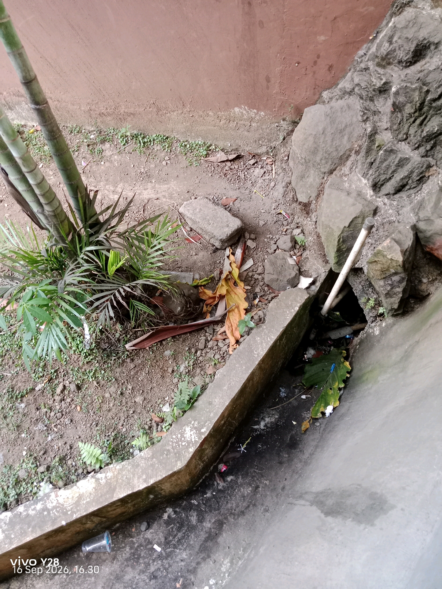 The image depicts an outdoor scene with a concrete drainage channel running from the upper right to the lower left. The channel is partially filled with water, leaves, and debris, including a white plastic pipe protruding from the rocks on the right side. To the left of the channel, there is a patch of soil with small green plants and a cluster of bamboo stalks with palm-like leaves. Large grey rocks are piled on the right side of the drainage channel, adjacent to a reddish-brown wall. The ground appears to be dirt and gravel. A clear plastic cup lies on the ground near the lower left corner of the image. The bottom left of the image shows a timestamp "vivo Y28 16 Sep 2026, 16.30". The scene appears to be a neglected area in Panggungan, Indonesia, likely an alleyway or the side of a building, characterized by the presence of the drainage system and natural elements combined with scattered trash.