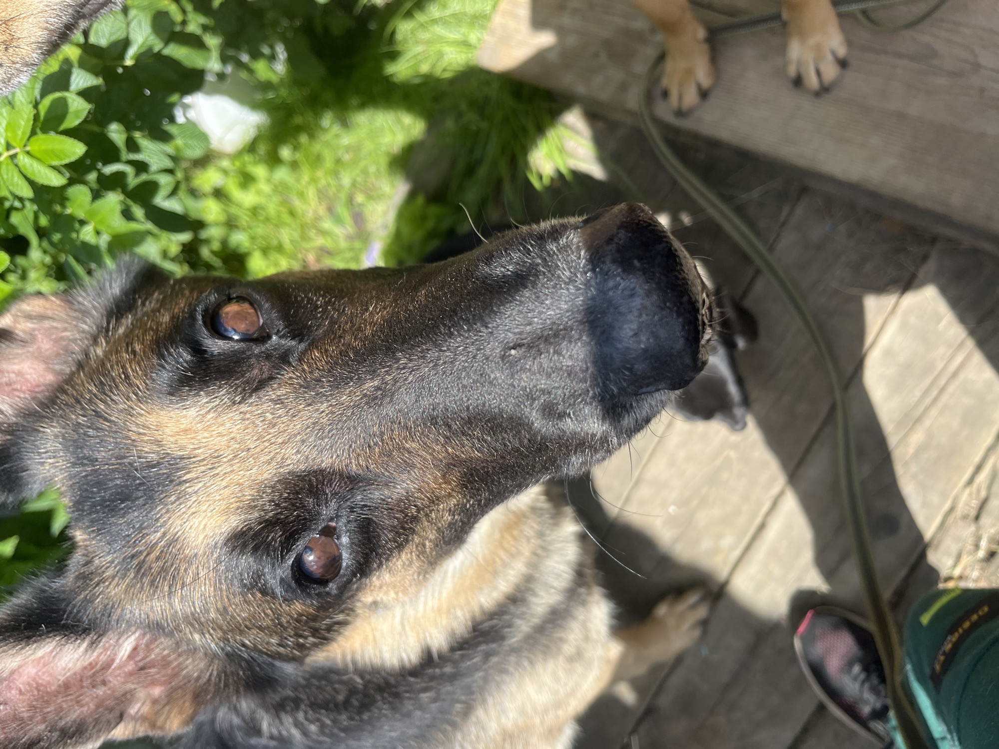 A close-up, high-angle shot shows a German Shepherd dog's face looking directly at the camera. The dog has dark brown eyes, a black nose, and fur with black, tan, and brown markings. The dog is outdoors, with green foliage visible in the background and a wooden deck surface below. Two dog paws, one with black nails and the other a lighter tan color, are visible on the deck to the right. A green leash or hose runs across the deck. A pair of dark sneakers with pink accents and a green object, possibly part of a bag or backpack, are on the deck in the lower left corner. The lighting suggests a sunny day. The image is focused on the dog's face, with other elements slightly out of focus. No specific location in Nizhny Tagil, Russia, can be determined from the image.