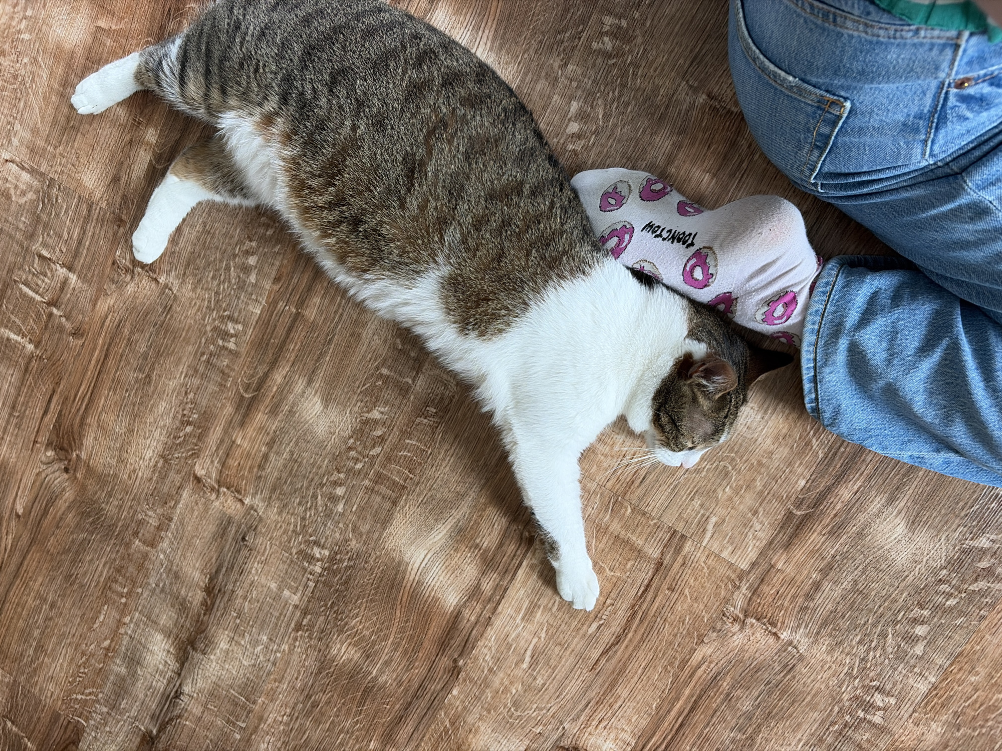 An indoor scene in Unknown, Unknown, displays a domestic cat and a partially visible human. A tabby and white cat, predominantly brown and grey tabby with white fur on its belly, paws, and face, is stretched out on a light to medium brown wooden floor with visible grain. The cat's head rests against a human's left foot, which is encased in a white sock adorned with multiple pink donut patterns. Partial text, "DONUT TOW," is discernible on the sock. The human's leg, visible in the lower right, is clad in blue denim jeans. The cat lies in a relaxed posture, with its front paws extending towards the upper left and its rear paws towards the upper right of the frame. The overall environment is well-lit.