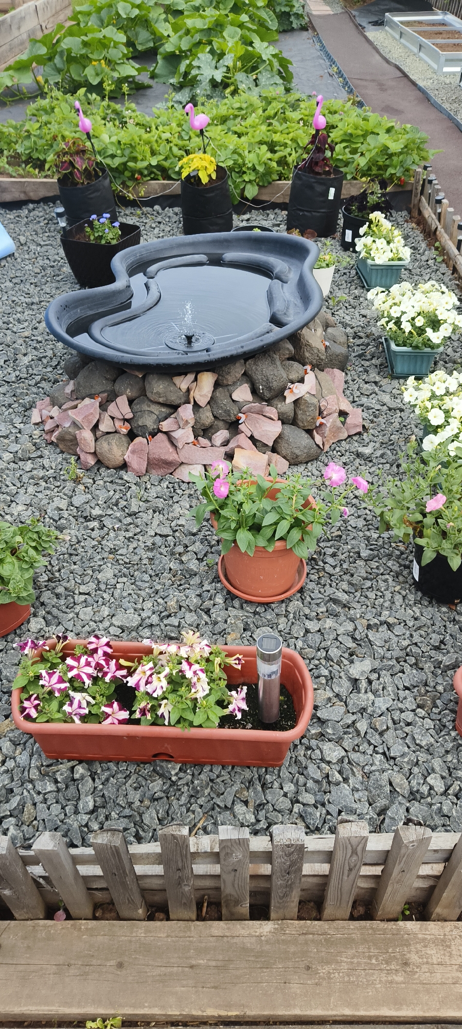 This is a slightly elevated, close-up, exterior, eye-level, full shot of a garden in Bratsk, Russia, showing a small, decorative pond with a fountain, surrounded by gravel and decorative rocks. Several potted plants, including petunias and other flowering plants, are arranged around the pond. In the background, there are raised garden beds with green foliage and some pink flamingo decorations. A wooden fence and a wooden plank are visible in the foreground. The scene appears to be set during the daytime.