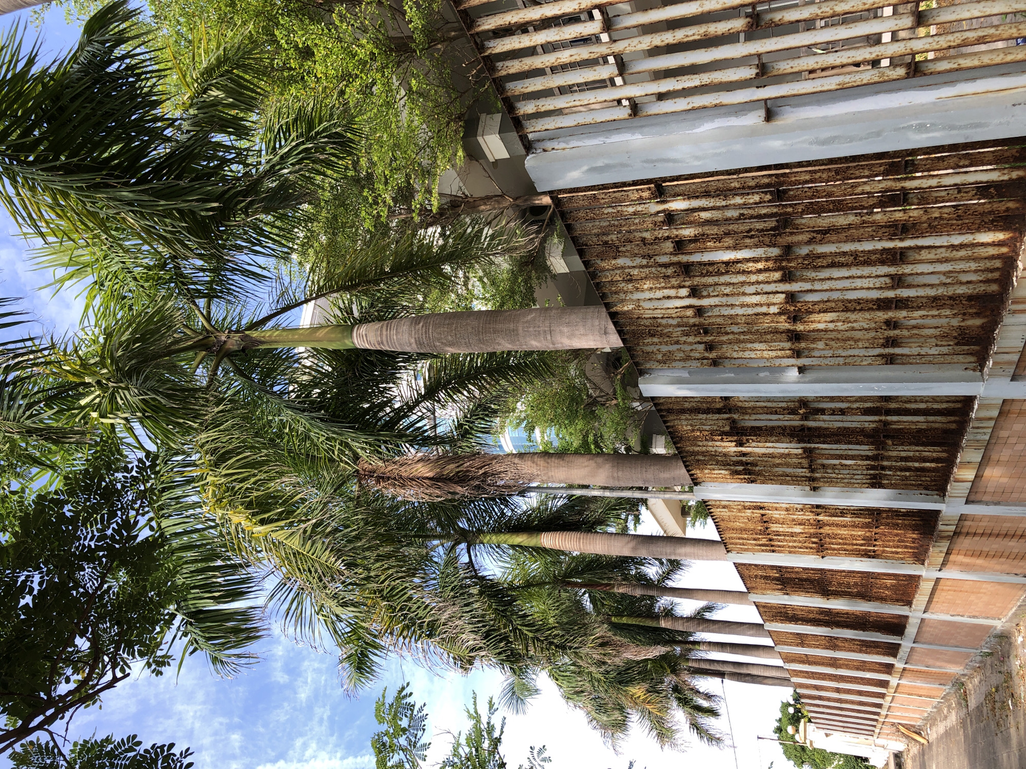 The image depicts a row of tall palm trees lining a street in Da Nang, Vietnam, bordering a property enclosed by a rusty corrugated metal fence. The fence is elevated on a brick base and supported by grey concrete posts. The palm fronds are lush and green, creating a canopy overhead, with some branches extending over the fence. The sky is blue with scattered white clouds. The street appears to be paved with concrete slabs or tiles. In the background, a modern building with white and grey accents is visible through the trees. The overall scene suggests a tropical urban environment, likely a residential or commercial area.