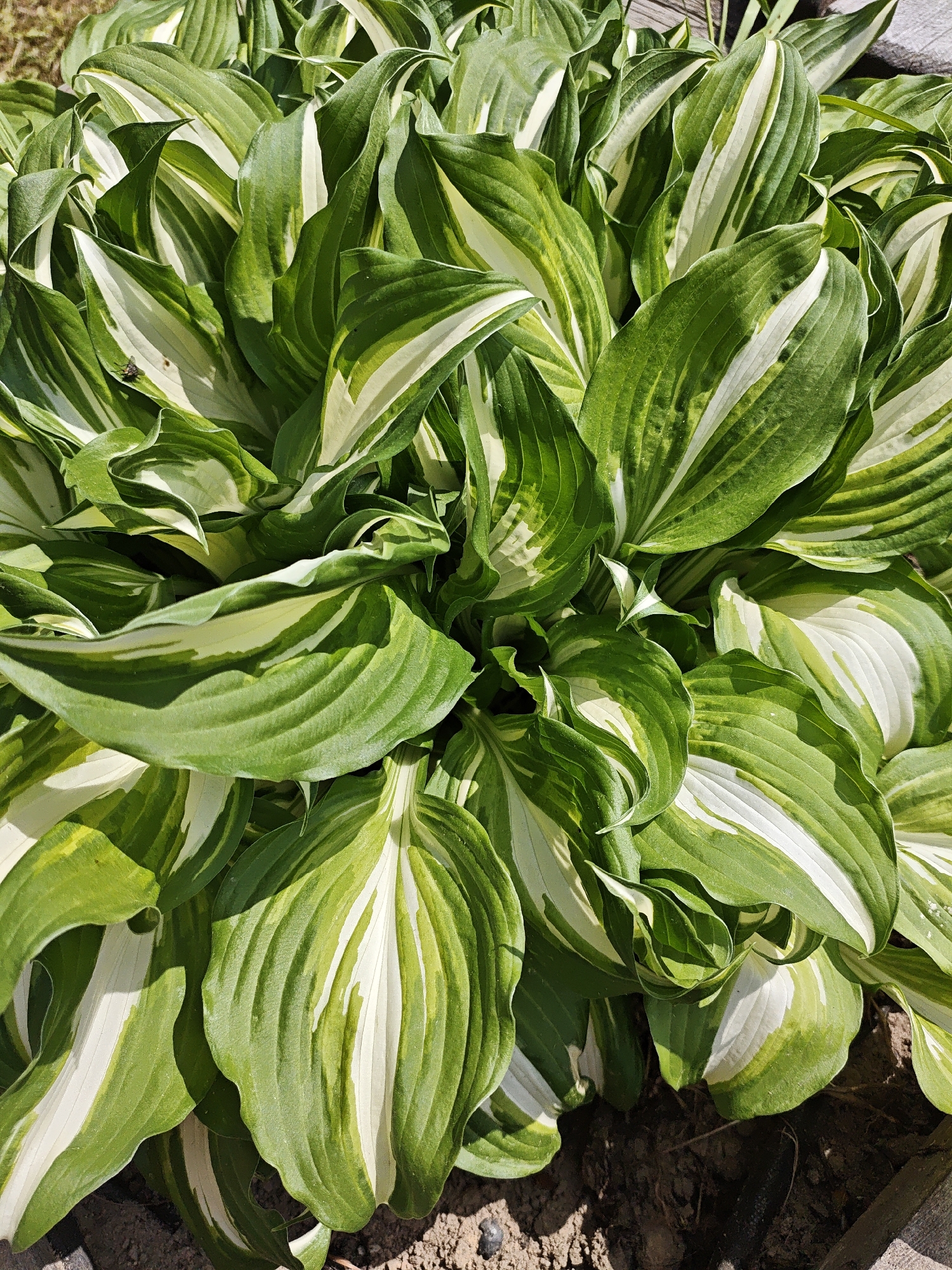 A close-up, high-angle shot shows a full planting of hosta plants with variegated green and white leaves. The leaves are densely packed and fill the frame, displaying a pattern of light and shadow due to the sunlight. The ground at the base of the plants is visible, showing dark soil. The location is the city of Боровково, Russia.