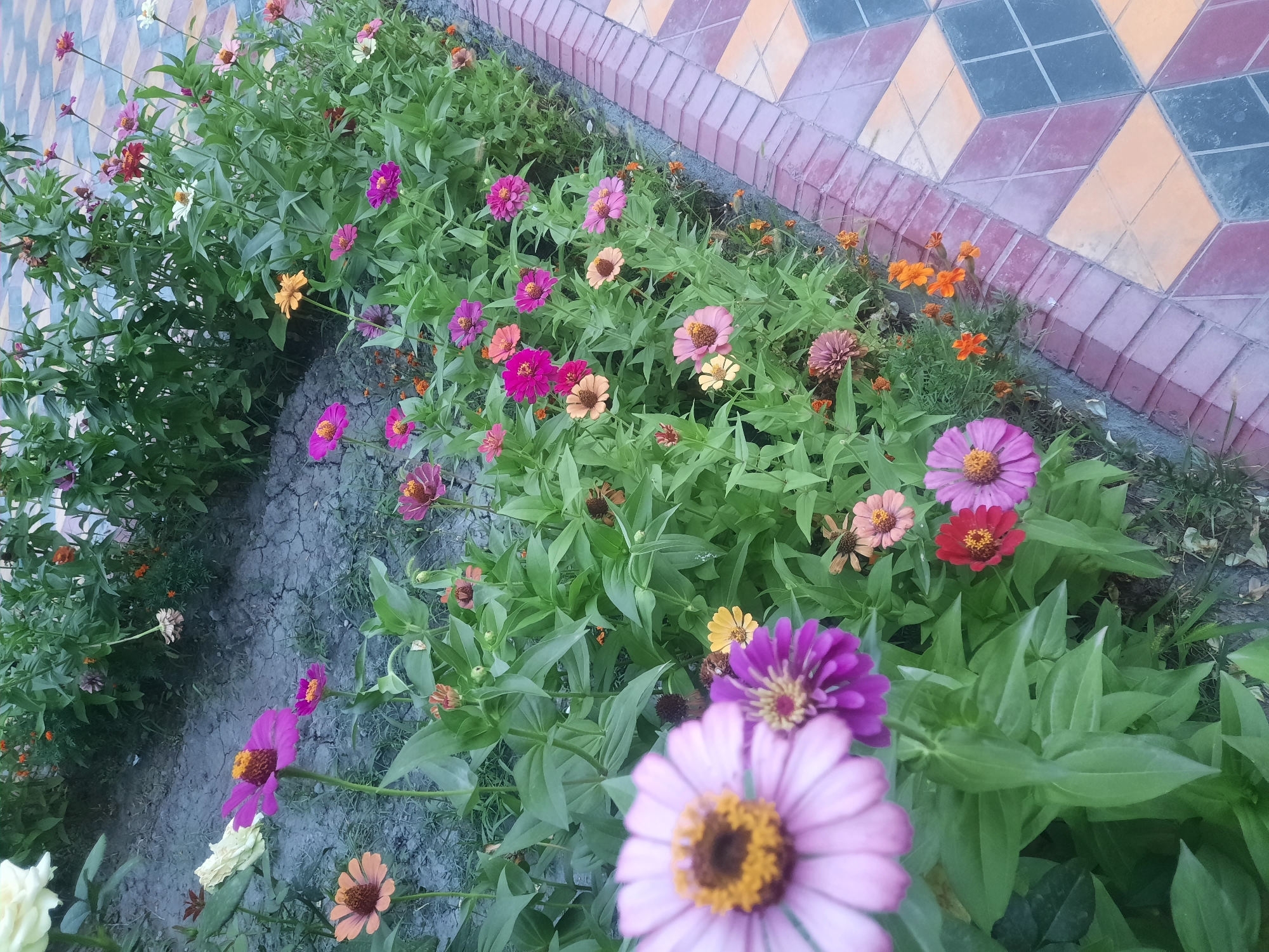 The image shows a garden bed filled with numerous Zinnia flowers in various vibrant colors, including pink, purple, orange, red, and yellow. The flowers are in full bloom, with some showing open petals and others still budding. They are densely planted amidst lush green foliage. To the right of the flower bed, there is a decorative border made of pink and beige tiles arranged in a diamond pattern, leading up to a darker tiled pathway. The ground in the garden bed appears to be dry and cracked soil, with some sparse patches of grass. The lighting suggests it might be daytime, possibly late afternoon, given the soft light and shadows. The scene evokes a sense of natural beauty and tranquility, typical of a well-maintained garden. There is no visible text in the image. The location context is Hulbuk, Tajikistan.