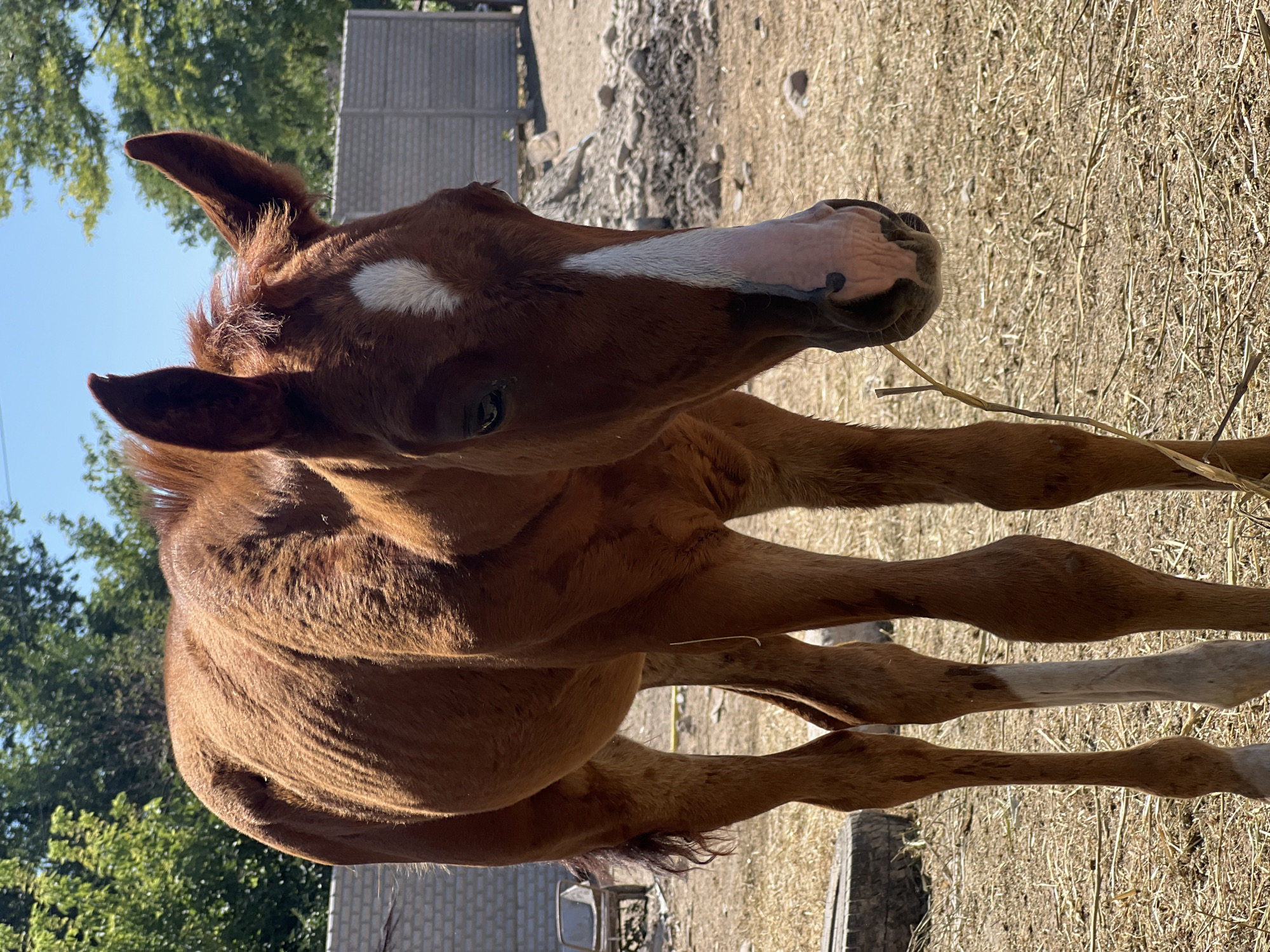 A brown foal stands in a dry, dusty yard in Дачное, Kyrgyzstan. The foal has a white blaze on its forehead and a white stripe down its nose. The background shows a brick wall, some trees, and a clear blue sky. The ground is covered in dry grass and dirt. The foal is facing towards the camera, its head tilted slightly.