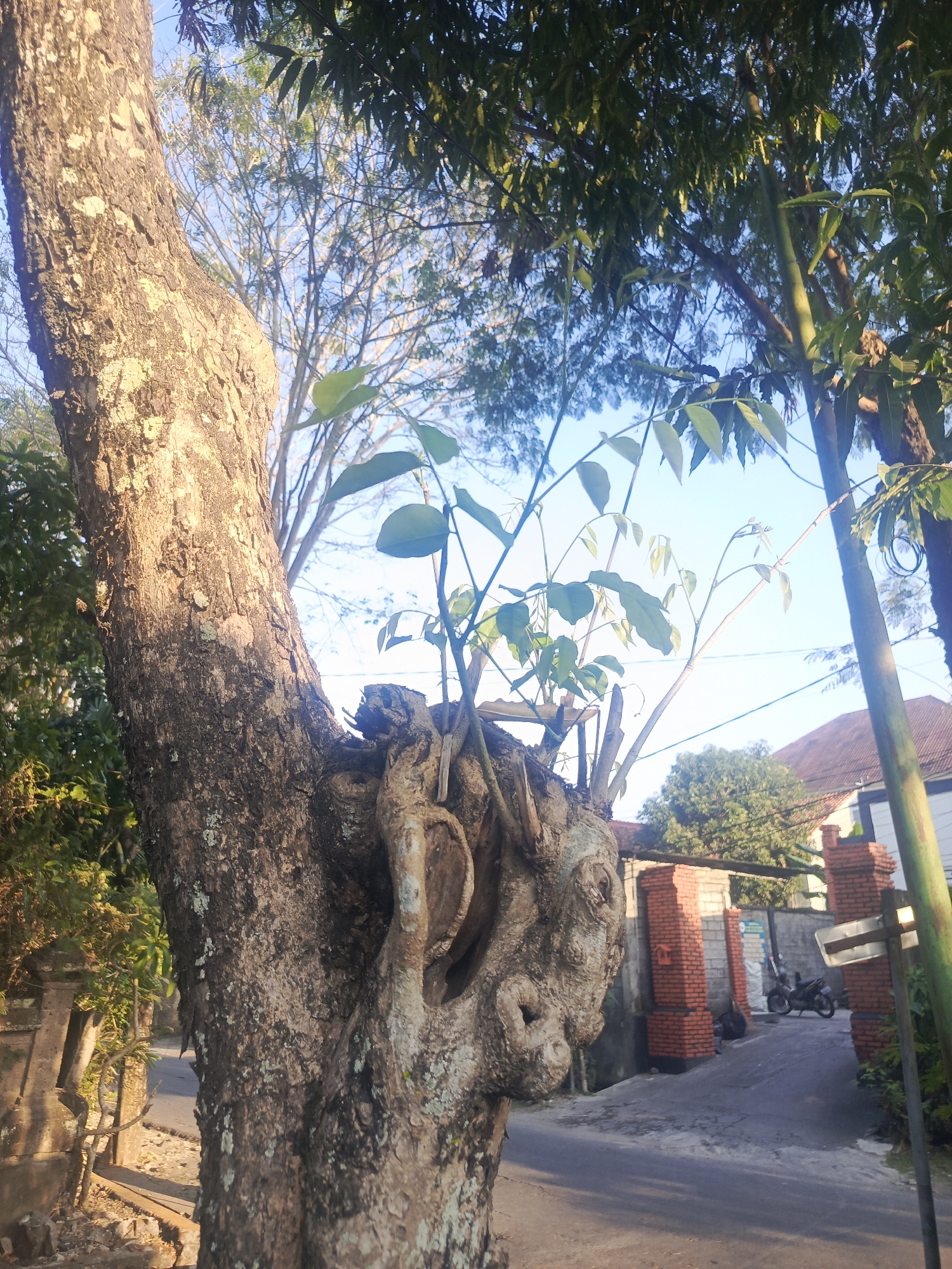 In Denpasar, Indonesia, the image captures a close-up view of a gnarled tree trunk dominating the foreground, its rough, textured bark illuminated by warm sunlight. New green shoots sprout from a cavity in the trunk. Beyond the tree, a paved road curves gently, bordered by brick pillars and a wall. A motorcycle is parked on the side of the road, and houses with red-tiled roofs are visible in the background. The sky is a clear, bright blue. Lush green foliage from trees frames the scene, suggesting a tropical environment. The overall impression is one of natural growth and a tranquil urban setting.