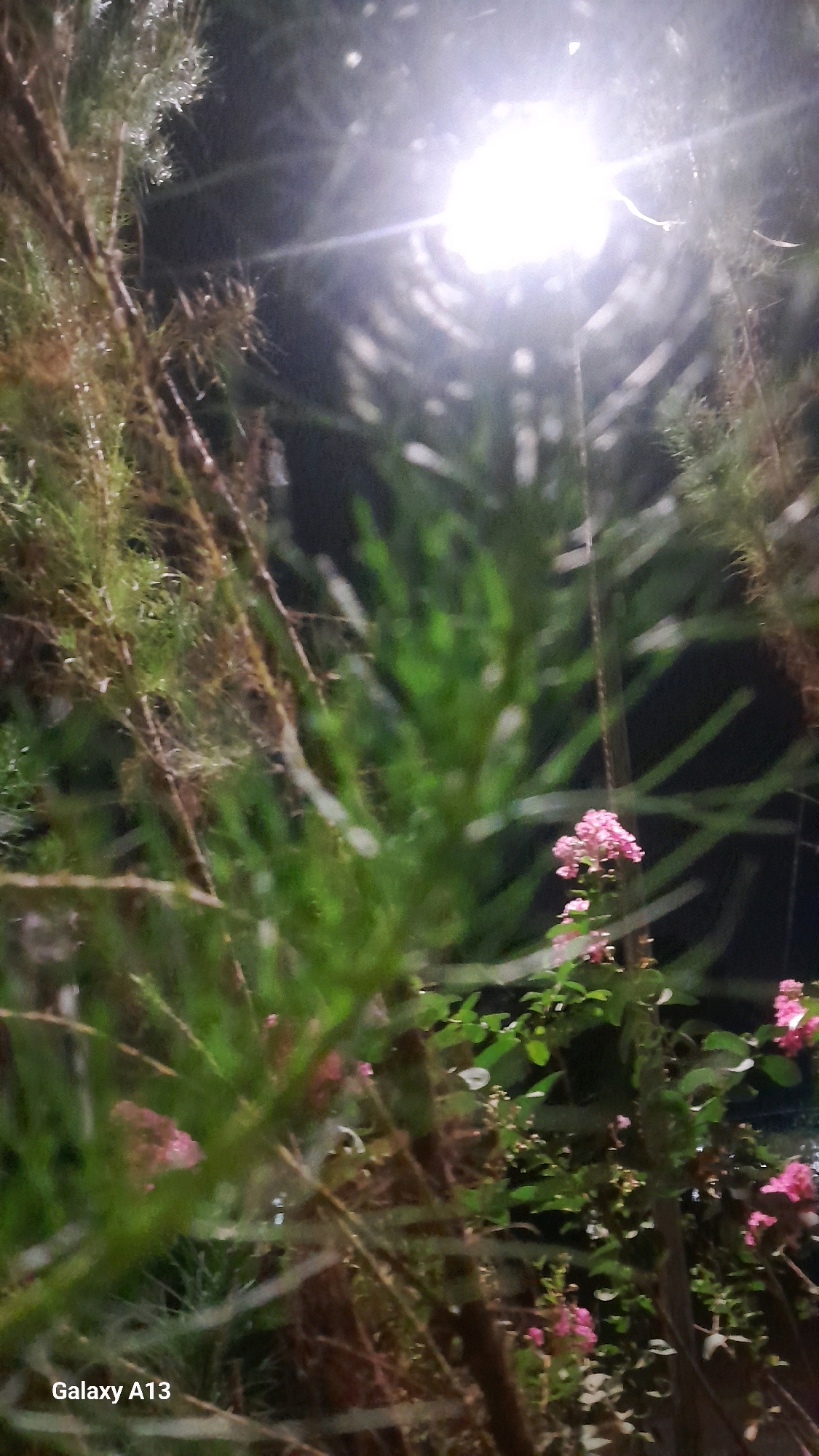 The image, taken at night in Hadipolo, Indonesia, shows a close-up view of foliage and small pink flowers illuminated by a bright light source, likely a streetlamp, which creates strong lens flare. The foreground is dominated by blurred branches and green needles, possibly from a conifer tree, with some glistening droplets suggesting recent rain or dew. Behind this, a denser cluster of green leaves and stems is visible, interspersed with clusters of delicate pink flowers. In the far background, the scene is dark, indicating nighttime. The bottom left corner of the image displays the text "Galaxy A13," indicating the device used to capture the photo. No people or animals are present in the image.