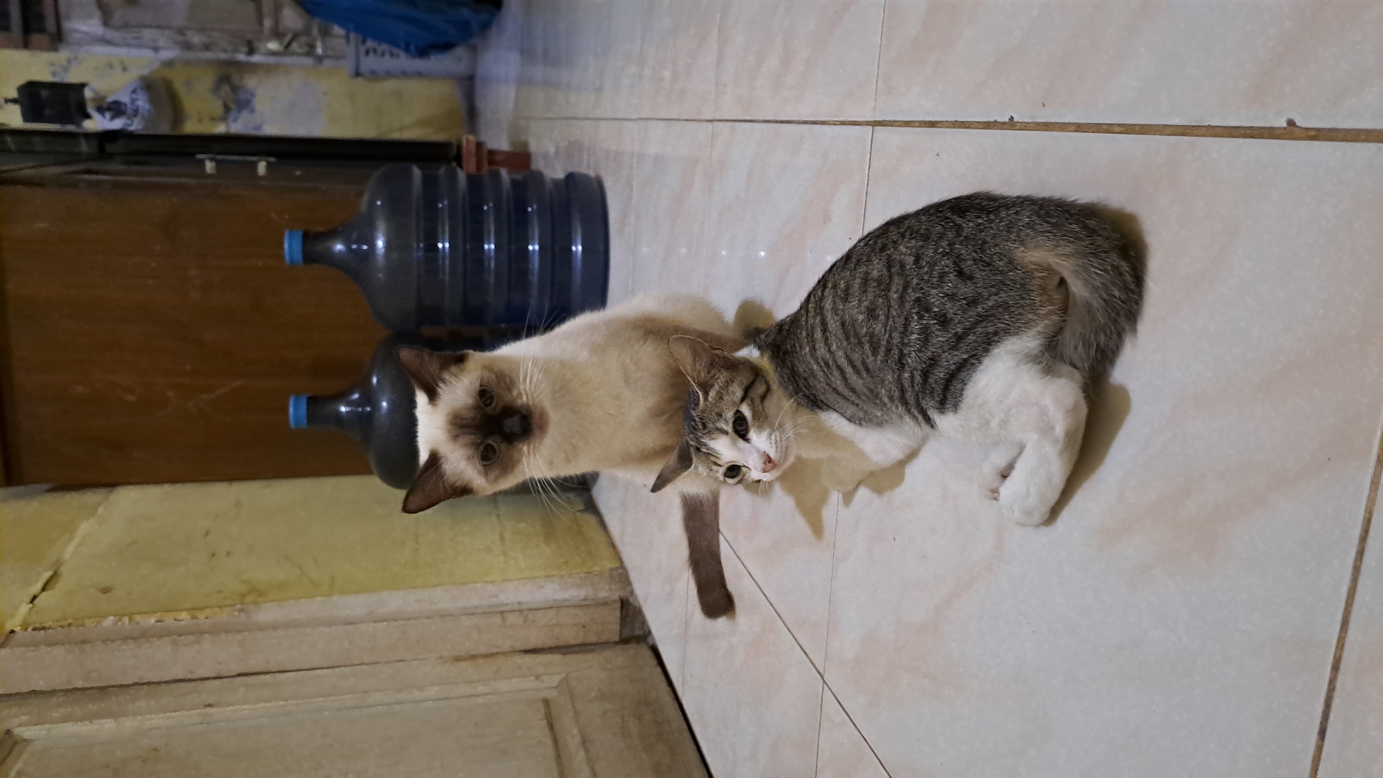 Two domestic cats are positioned on a tiled floor within an indoor setting. In the foreground, a tabby cat with white markings lies on its side, facing left, with its head turned towards the viewer. Behind it, a lighter-colored cat, possibly a Siamese mix with darker points on its ears and face, sits upright, looking directly at the camera. The background features large, dark blue water cooler jugs with blue caps, a wooden door, and a wall with yellowed paint. The scene appears to be in a residential area, potentially a kitchen or utility room, located in Lhokseumawe, Indonesia.