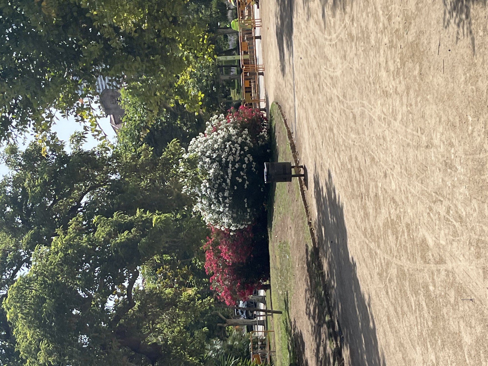 This media file shows an outdoor scene with lush green trees and flowering bushes in bloom. The bushes are a mix of white and pink flowers, creating a vibrant contrast against the foliage. A dark-colored trash bin is visible next to the bushes. The ground is a dirt path, with shadows cast by trees, suggesting it is daytime. In the background, there are metal railings and some structures that might be part of a park or a playground. The overall setting appears to be a park or garden. The image is oriented vertically, with the ground and path occupying the right side of the frame and the trees and bushes on the left. There are no people or animals clearly visible in the frame. The lighting suggests it's a sunny day.