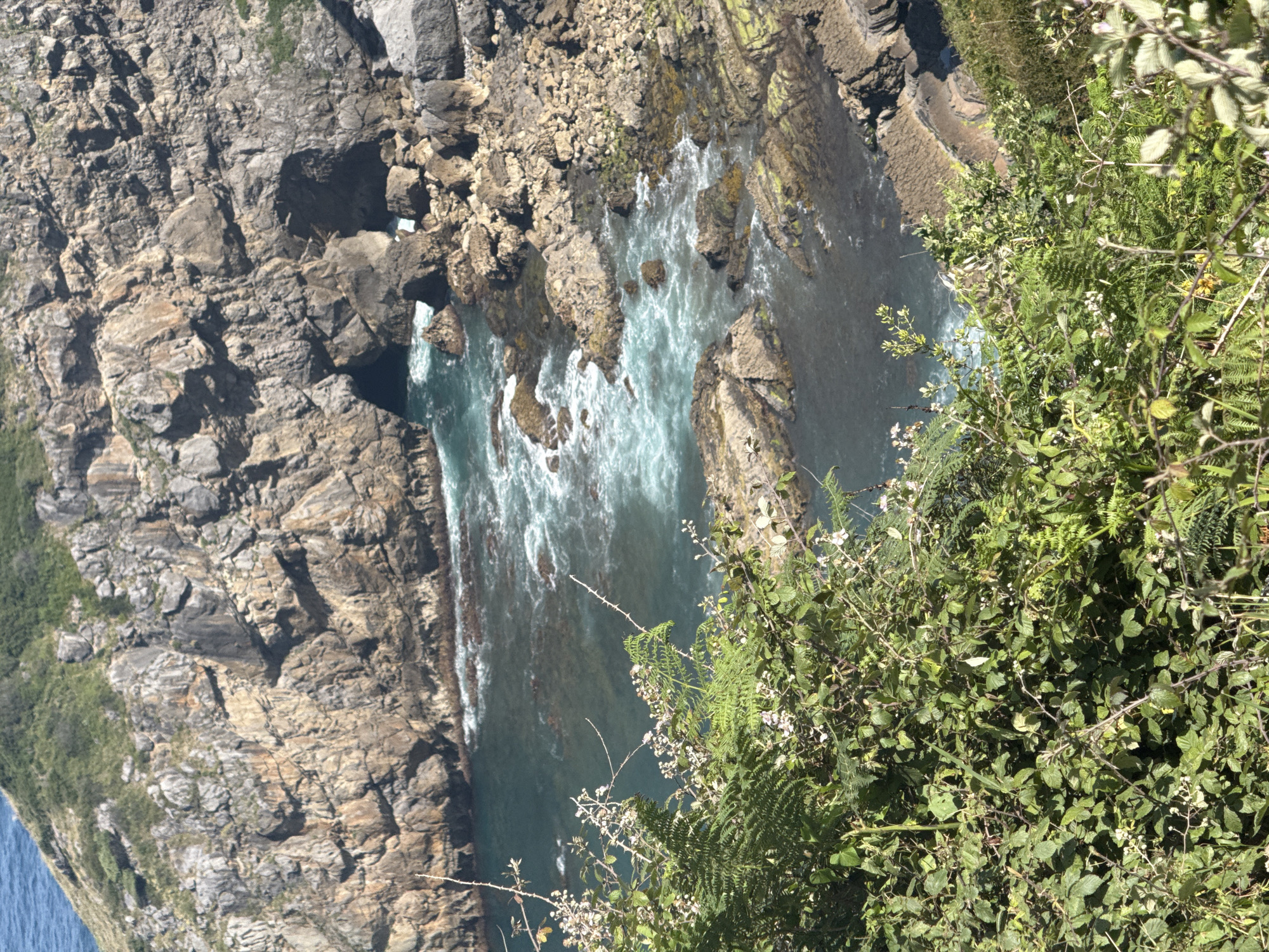 The image shows a rugged coastal landscape with dramatic rock formations and a turbulent sea. In the foreground, lush green vegetation, including ferns and thorny bushes with small white flowers, partially obscures the view. The middle ground features a cliff face with a prominent cave entrance, where the turquoise water churns with white foam. The water flows into a rocky cove with scattered boulders. The background shows the vast expanse of the ocean under a clear sky. The scene is likely a natural setting on the coast of Bakio, Spain, known for its dramatic cliffs and beaches. There are no people or animals visible in the image.