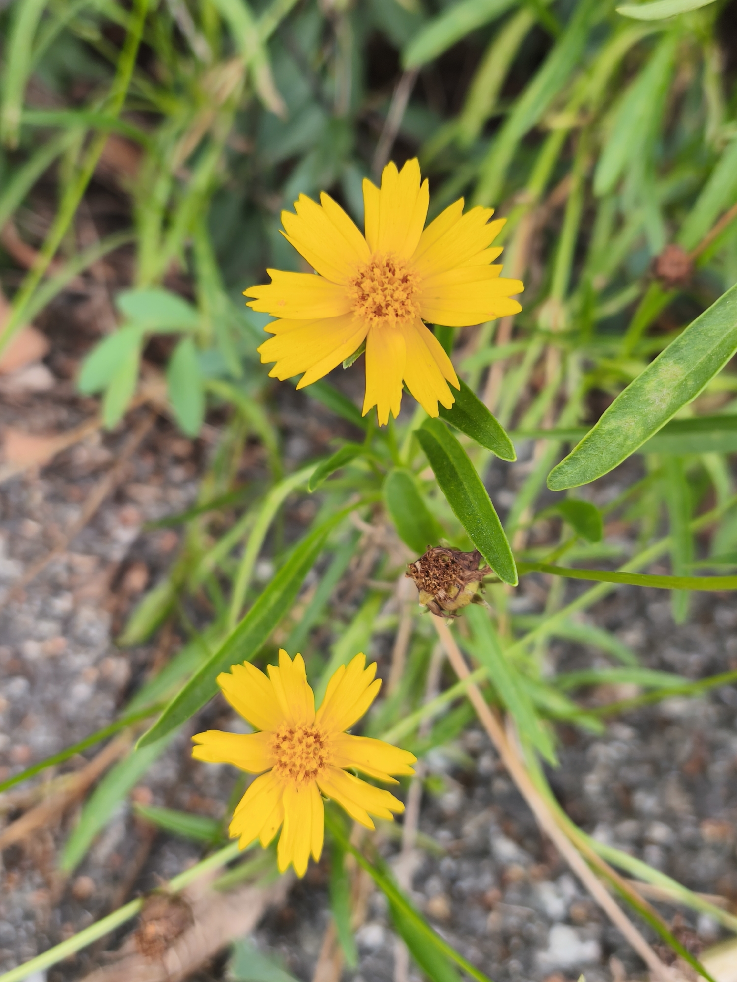 The image shows two yellow flowers in Asan-si, South Korea. The flowers are in the foreground, with green grass and some dry leaves in the background. The flowers have eight petals each and a brown center. One flower is in the upper part of the image, and the other is in the lower part. The flowers are slightly out of focus, but their colors are vibrant. The background is blurry, but it appears to be a natural setting, possibly a park or a garden. The image is taken from a high angle, looking down at the flowers. There are no people or animals in the image. The overall impression is one of natural beauty and tranquility.