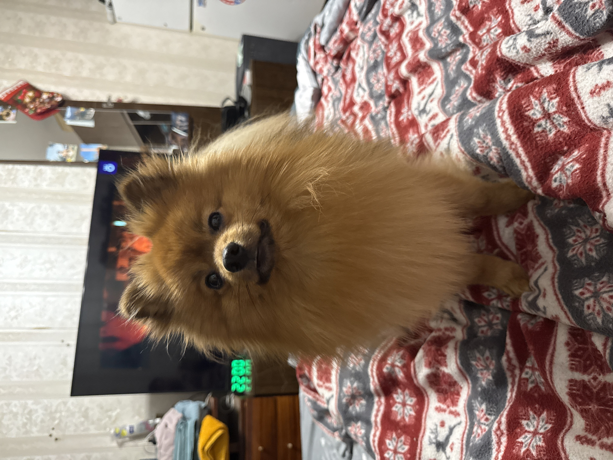 A tan Pomeranian dog is lying on a bed covered with a red and gray patterned blanket. A television is visible in the background, along with some furniture and other household items. There is no evidence to suggest the location is in Khimki, Russia.