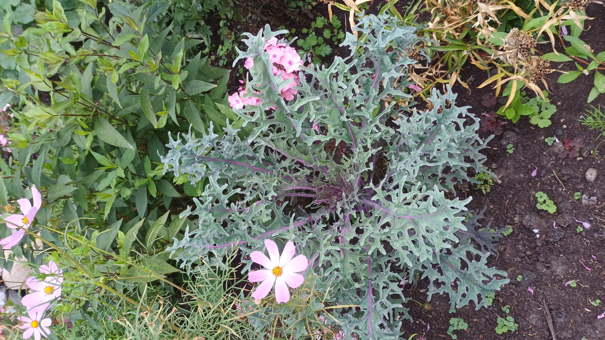 A high-angle, medium shot captures a close-up view of a decorative kale plant with ruffled, grey-green leaves and purple stems, set in dark soil. To the left of the kale, a single light pink cosmos flower with a yellow center is in focus, its petals slightly curled. Behind and to the right of the kale, several clusters of small, light pink flowers are visible, partially obscured by the kale's foliage. The background is filled with a dense arrangement of green foliage, creating a lush garden setting. The scene appears to be an outdoor garden, likely in Izhevsk, Russia, given the prompt's context, with a naturalistic and slightly wild aesthetic. No people or animals are present in the frame. The lighting suggests an overcast day or shade, as there are no harsh shadows.