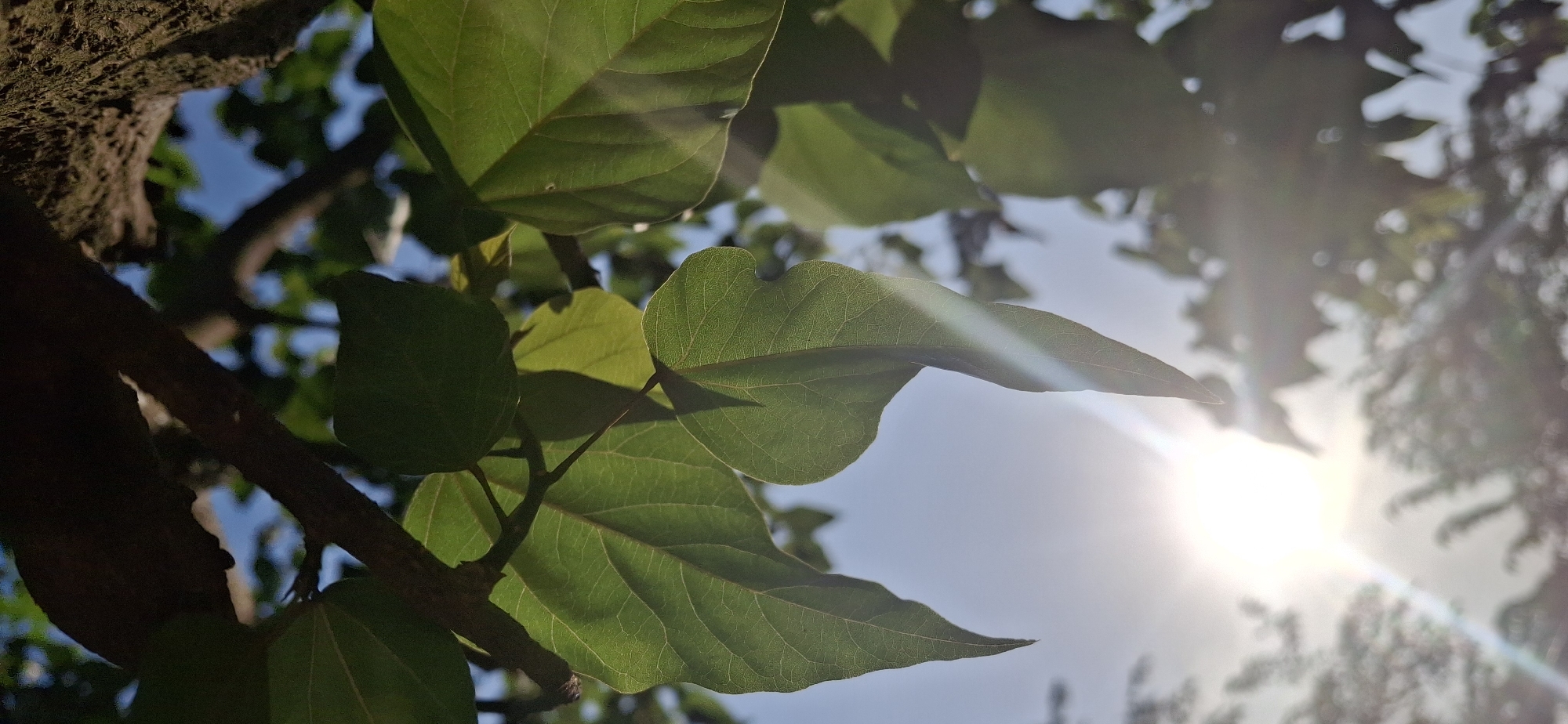 A low-angle shot captures green leaves against a bright sky with the sun shining through. A tree branch is visible in the lower left, and other foliage blurs in the background, obscuring details of the surroundings. There is no visible indication of location within Vallecito, Venezuela. The image contains no people, focusing solely on the natural elements.