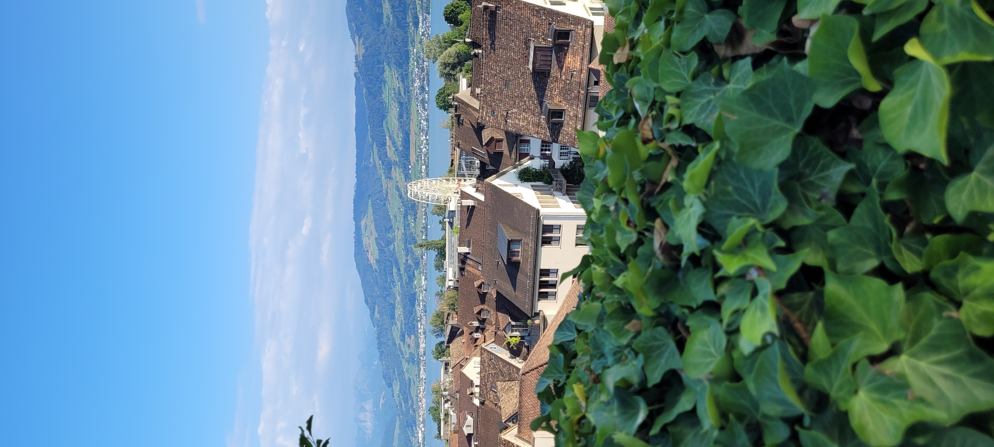 The image shows a high-angle view of the town of Rapperswil-Jona, Switzerland, with a body of water and hills in the background. In the foreground, dense green ivy foliage fills the bottom of the frame. Beyond the ivy, a cluster of buildings with red tile roofs is visible, characteristic of the historic architecture in Rapperswil. Some of these buildings have dormer windows. In the middle ground, a white Ferris wheel stands out against the blue sky and the lake. The lake itself is bordered by green, rolling hills, which are dotted with trees and some signs of habitation. The sky is a clear, bright blue with a few scattered white clouds. The overall scene suggests a sunny day with good visibility.