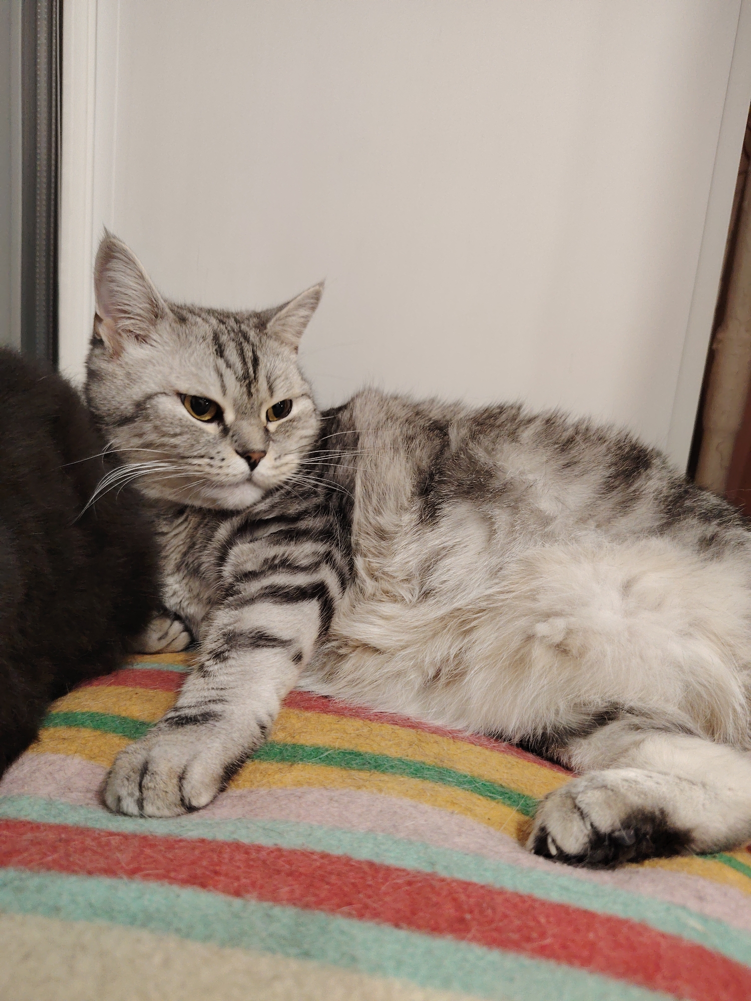 A silver tabby cat is lying on a striped blanket. The cat is facing to the right, with its head turned slightly towards the viewer. Its eyes are yellow and narrowed. The cat's fur is a mix of gray, black, and white stripes. The blanket is made up of horizontal stripes of pink, yellow, green, and red. The background is a plain white wall with a window on the left side. The cat is the primary subject of the image. The image does not contain any identifiable information about the city of Novosibirsk, Russia.