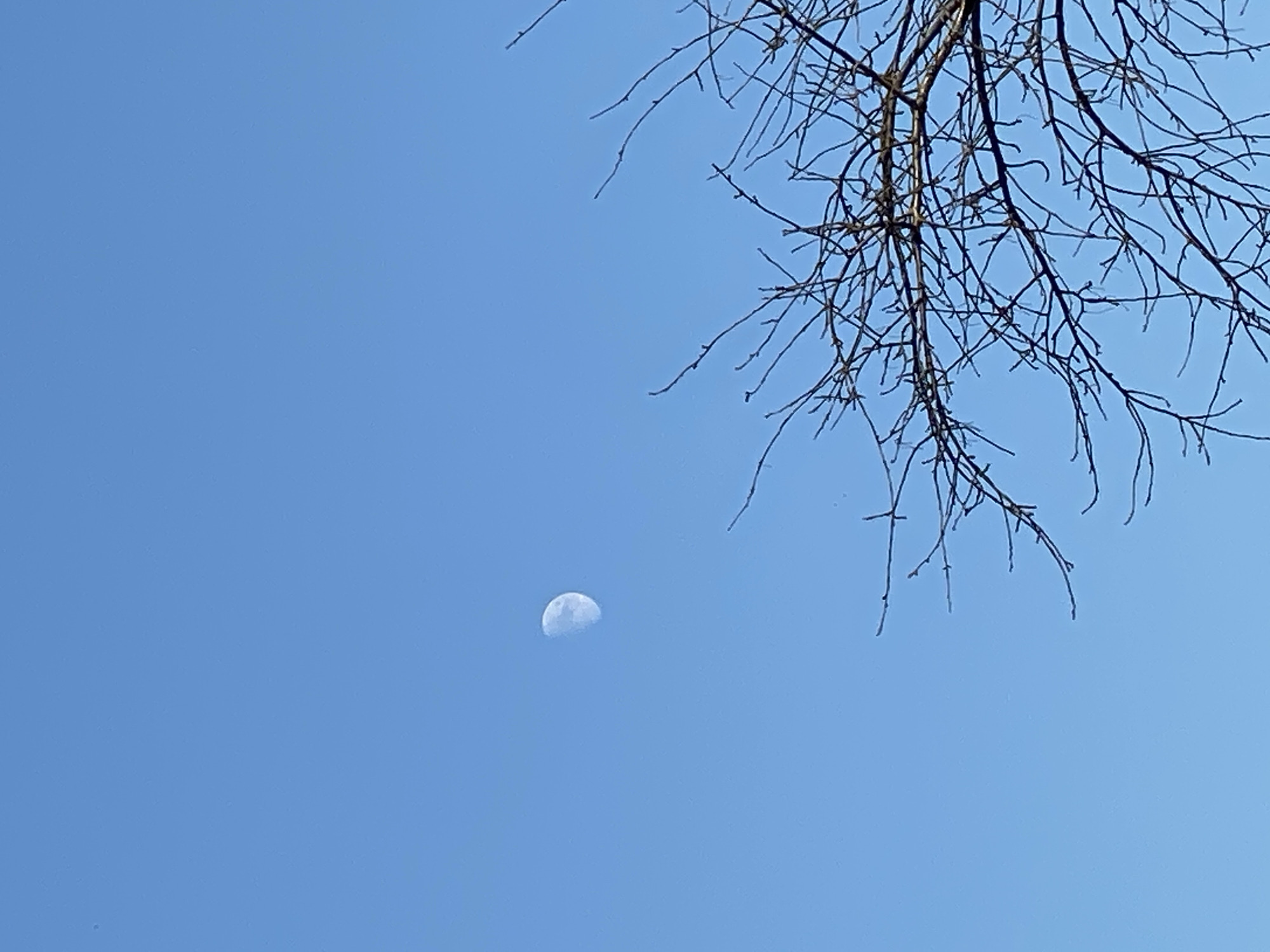 The image depicts a clear blue sky with a half-moon visible in the upper left quadrant. In the lower right and extending into the center, the bare branches of a tree are silhouetted against the sky. There are no people or any other visible objects in the scene. The photograph appears to have been taken outdoors in a location that experiences distinct day and night cycles. The mention of Cairaclia, Moldova, is not supported by any visual cues within the image itself.
