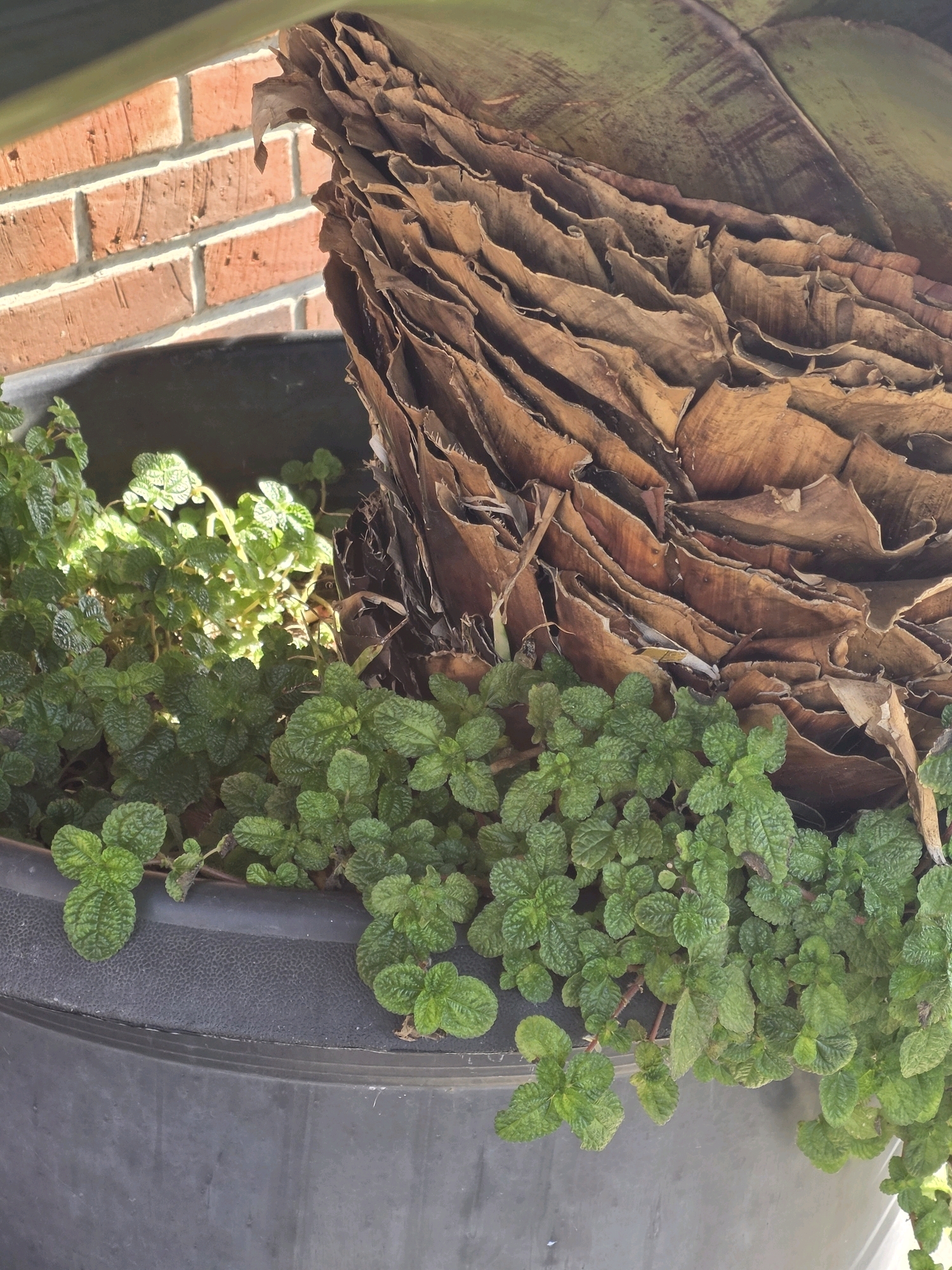The image depicts a close-up view of a large, black planter containing a vibrant green plant with small, textured leaves, possibly mint. Behind the greenery, a large, dried, fibrous plant stalk or frond is visible, displaying layers of brown, papery material. The background includes a portion of a red brick wall, characteristic of many buildings in urban areas. The lighting suggests an outdoor setting, with sunlight casting shadows and highlighting the textures of the plants and the brickwork. This scene could be found in a garden, patio, or balcony within a residential or commercial area of Bandung City, Indonesia, where potted plants and brick walls are common architectural and horticultural elements. No people or specific actions are depicted.