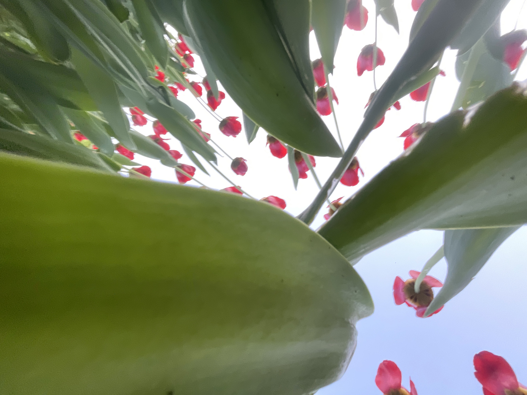 The image shows a low-angle view of a plant with long, green leaves and small, red flowers. The perspective is from directly beneath the plant, looking up towards the sky. The sky is light blue. No people are visible. The location in Moscow, Russia is unknown based solely on the image content.