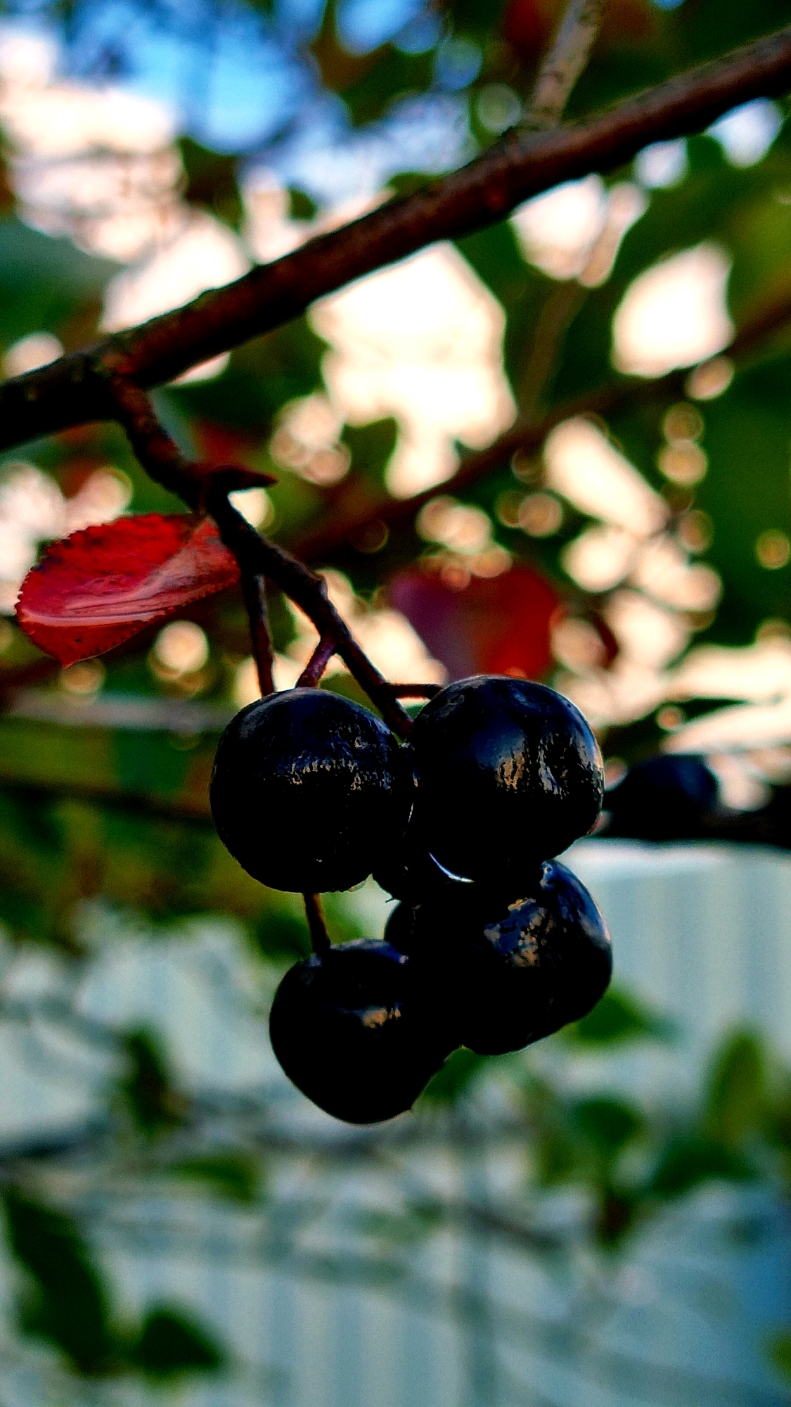 A close-up, low-angle, vertical shot focuses on a cluster of dark, glossy berries hanging from a branch. A single red leaf is visible on the left, attached to the same branch. The berries are round and appear wet, with reflections on their surfaces. The background is a blur of green foliage, bright white and blue sky, and a hint of a light-colored, possibly wooden, structure. The scene appears to be outdoors, possibly in a garden or natural area. The specific location in Vysokoe, Russia is not discernible from the image itself.