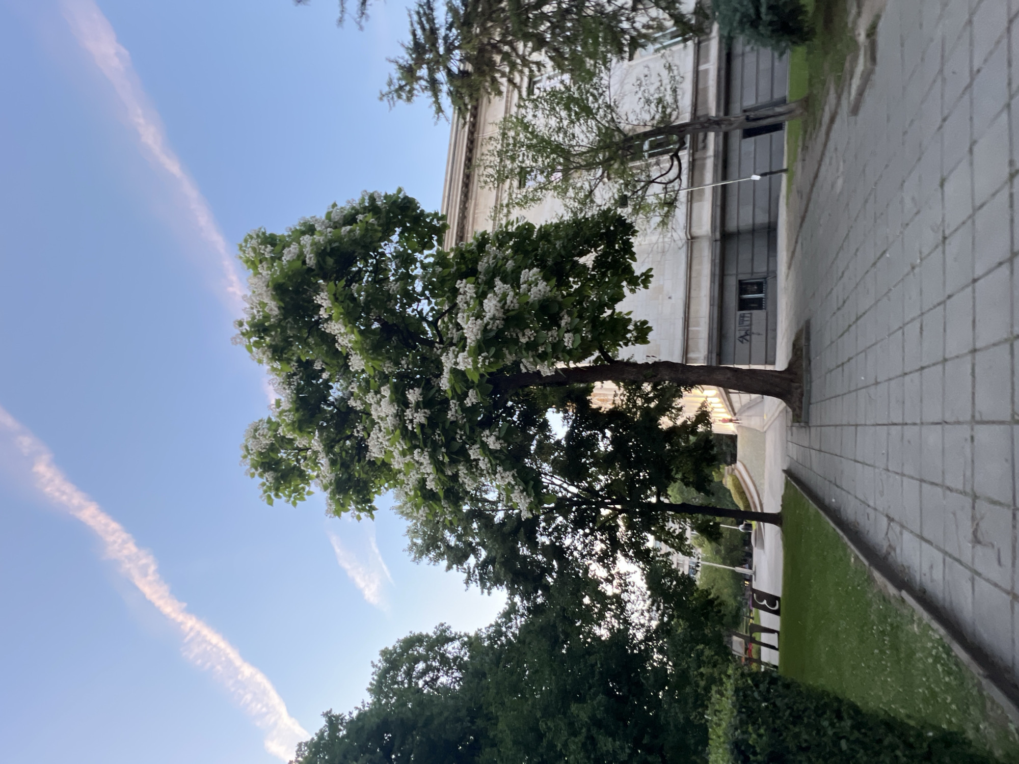 The image depicts a paved walkway in Sofia, Bulgaria, leading towards a large, light-colored building. The walkway is lined with trees on either side. The most prominent tree, positioned in the center foreground, is in bloom with white flowers and lush green leaves. To the left, a manicured hedge forms a green border along a grassy area. In the background, a person can be seen walking away from the camera on an elevated path near the building. The sky above is a clear blue with wispy pink clouds, suggesting it is either early morning or late afternoon. The building appears to be an institutional or public structure, with windows and architectural details visible. The overall scene is peaceful and urban, with a focus on the natural beauty of the flowering tree contrasting with the man-made environment.