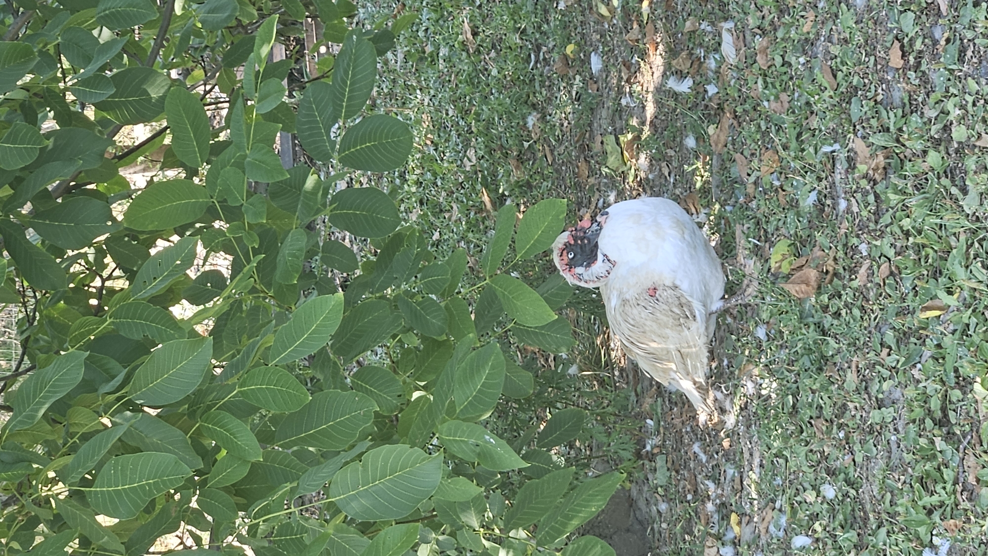An adult Muscovy duck with white and tan plumage and a red, warty face is standing on the grass under a tree with green leaves. The duck is facing right and looking forward. The ground is covered with grass, fallen leaves, and scattered feathers. The background shows more trees and foliage. The location is in Vyšné Nemecké, Slovakia.