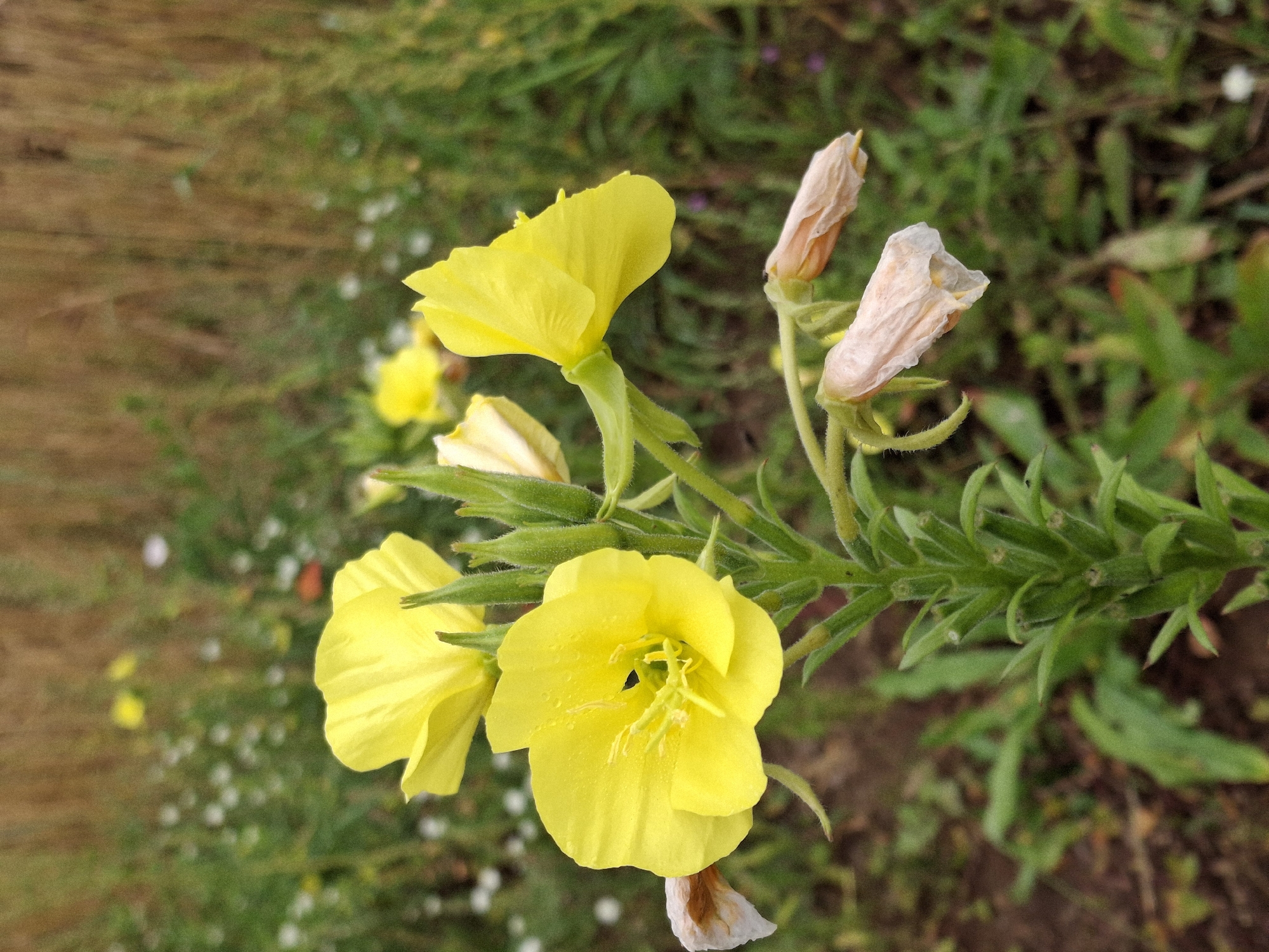 The image shows a close-up of a flowering plant with bright yellow blossoms and some closed buds. The plant has a green, fuzzy stem and narrow leaves. The yellow flowers are open, revealing their stamens. In the background, there is a blurred field of grass and wildflowers, with a hint of brown vegetation at the top of the frame. The overall impression is a natural, outdoor scene. The location is described as Plishkino, Russia.