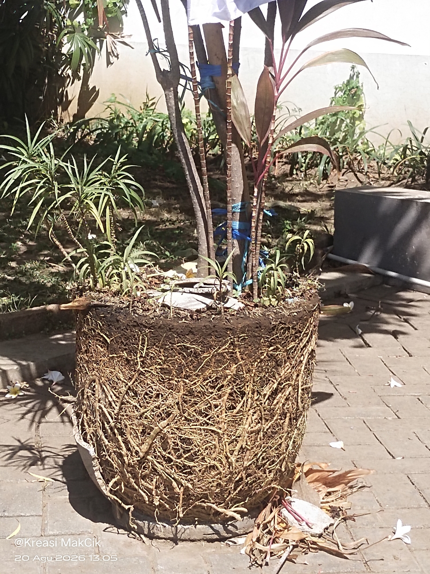 The image shows a large plant pot, likely made of concrete, that has been removed from its original location. The pot has a cylindrical shape and its sides are largely comprised of a dense network of brown roots, indicating that the plant inside has been severely root-bound. The soil has fallen away, exposing the extensive root system.
The pot and its roots are situated outdoors on a paved surface, possibly a walkway or patio. The paving stones are a light brown or tan color and laid in a rectangular pattern. Sunlight casts shadows on the ground, suggesting it is daytime and the sun is at an angle.
In the background, there are several other plants with green foliage, some of which appear to be in the ground. There is also a grey, rectangular structure, possibly another planter or a piece of furniture. A light-colored wall is visible behind the plants. The scene appears to be in a garden or outdoor urban setting.
A white piece of fabric is tied to one of the plant stalks in the pot, and blue ribbons are used to secure other parts of the plant to stakes. There are also some dried leaves and debris on the ground around the base of the pot. A few small white flowers are scattered on the paving stones.
A watermark in the bottom left corner of the image reads "@Kreasi MakCik" and a date and time stamp "20 Agu 2026 13:05" is visible below it. Based on the architectural style and vegetation, the location is consistent with an outdoor area in Surabaya, Indonesia, specifically a garden or public space. There are no people visible in the image.
