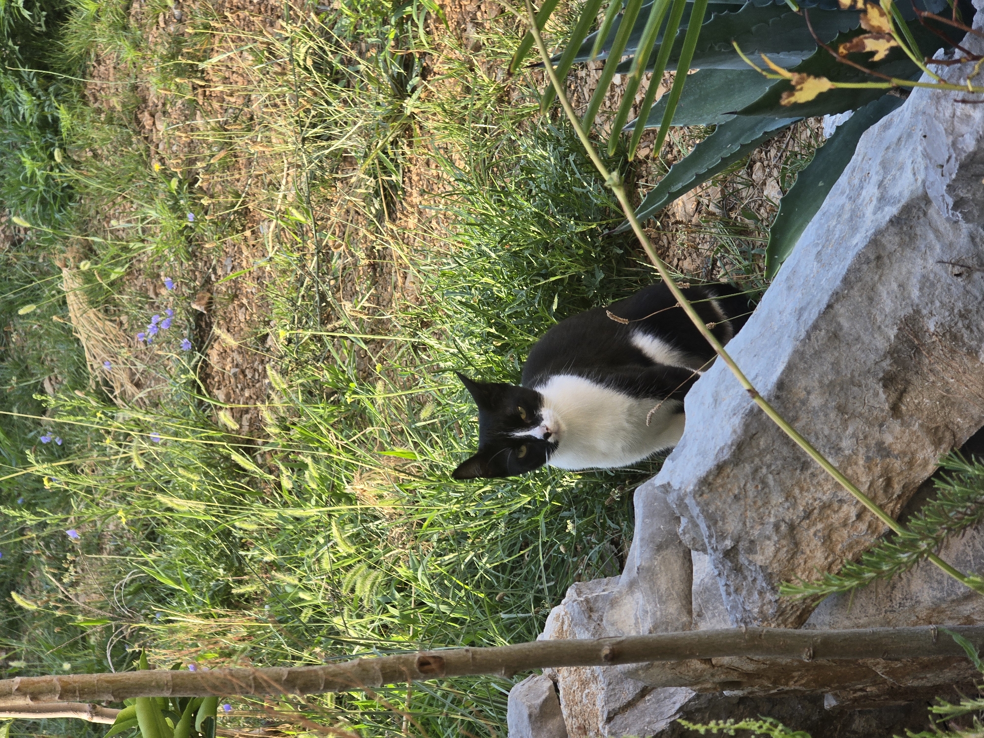 A black and white cat is sitting amongst rocks and greenery in an outdoor setting. The cat has black fur on its back, head, and tail, with white fur on its chest, belly, and parts of its face. It is looking directly at the camera with its ears erect. In the background, there is a mix of tall green grass, smaller plants with purple and yellow flowers, and dry, earthy soil. In the foreground, there are large, rough-textured gray rocks and a thin, brown tree trunk. There are also some spiky, green succulent plants on the right side of the image. The lighting suggests it is daytime, with sunlight illuminating the scene.