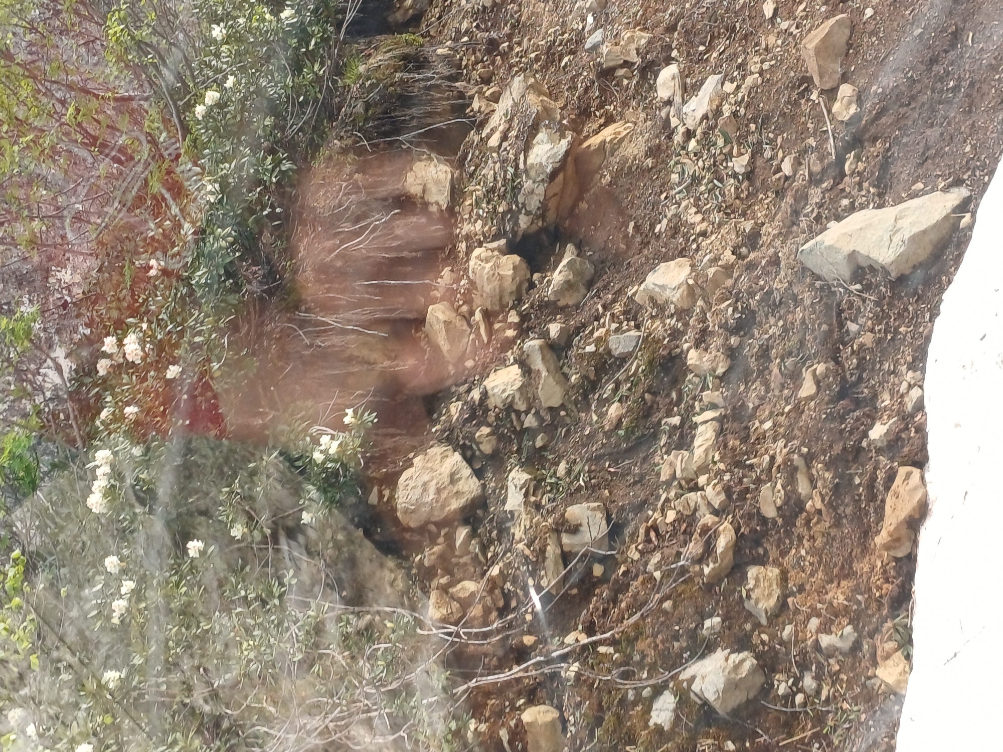 This media file depicts an outdoor scene featuring a rocky slope partially covered with vegetation. The terrain is uneven, with numerous stones and pebbles scattered across the soil. Some areas of the slope appear to have been naturally terraced or show signs of erosion, creating distinct levels.
Green foliage, including shrubs and smaller plants, grows in patches along the slope, particularly towards the left side of the frame. White flowers are visible on some of these plants, adding a touch of color to the earthy tones of the rocks and soil. Thin, dry branches and twigs are also present, intertwining with the living plants and scattered on the ground.
The lighting suggests it is daytime, with sunlight illuminating the scene. The overall impression is of a natural, somewhat rugged environment, possibly a mountainside or a steep embankment. There are no visible people or man-made objects, apart from what might be a reflective surface causing a slight distortion or glare in parts of the image, particularly on the left. The reflection appears to show some blurred shapes and colors, possibly indicating that the image was taken through glass.
The scene is characterized by natural elements and suggests a tranquil, unpopulated setting. The location context places this scene in Estosadok, Russia, which is known for its mountainous terrain and natural beauty, particularly in areas around ski resorts and national parks, consistent with the visual evidence. There is no visible text in the media file.