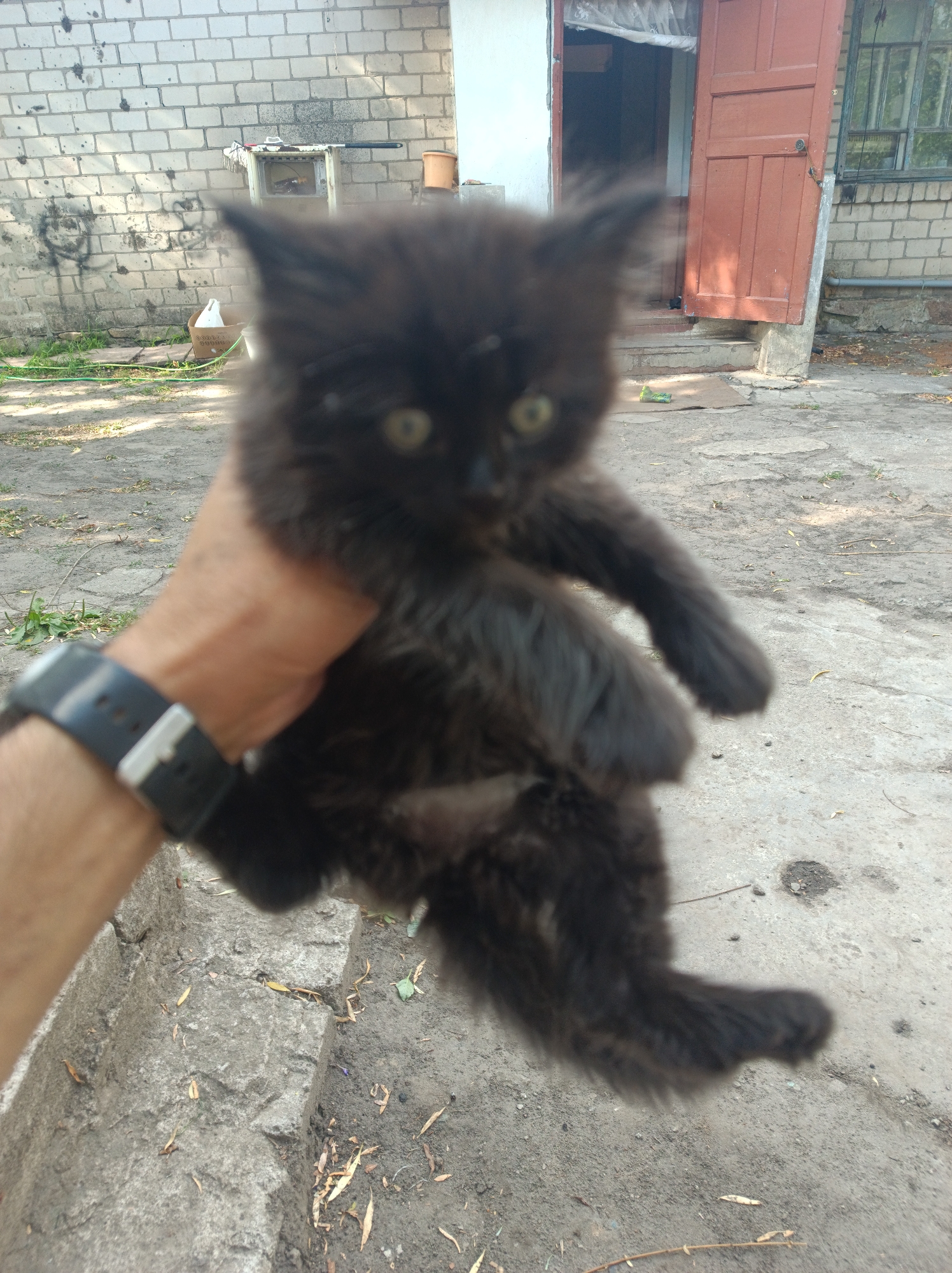 A person's hand, wearing a black wristwatch, holds a small, fluffy black kitten. The kitten is out of focus and its expression is difficult to discern. The background consists of a courtyard with a concrete floor, some dry leaves, and a brick building with a red door and a window. The scene appears to be outdoors during the daytime. There is no visible text.